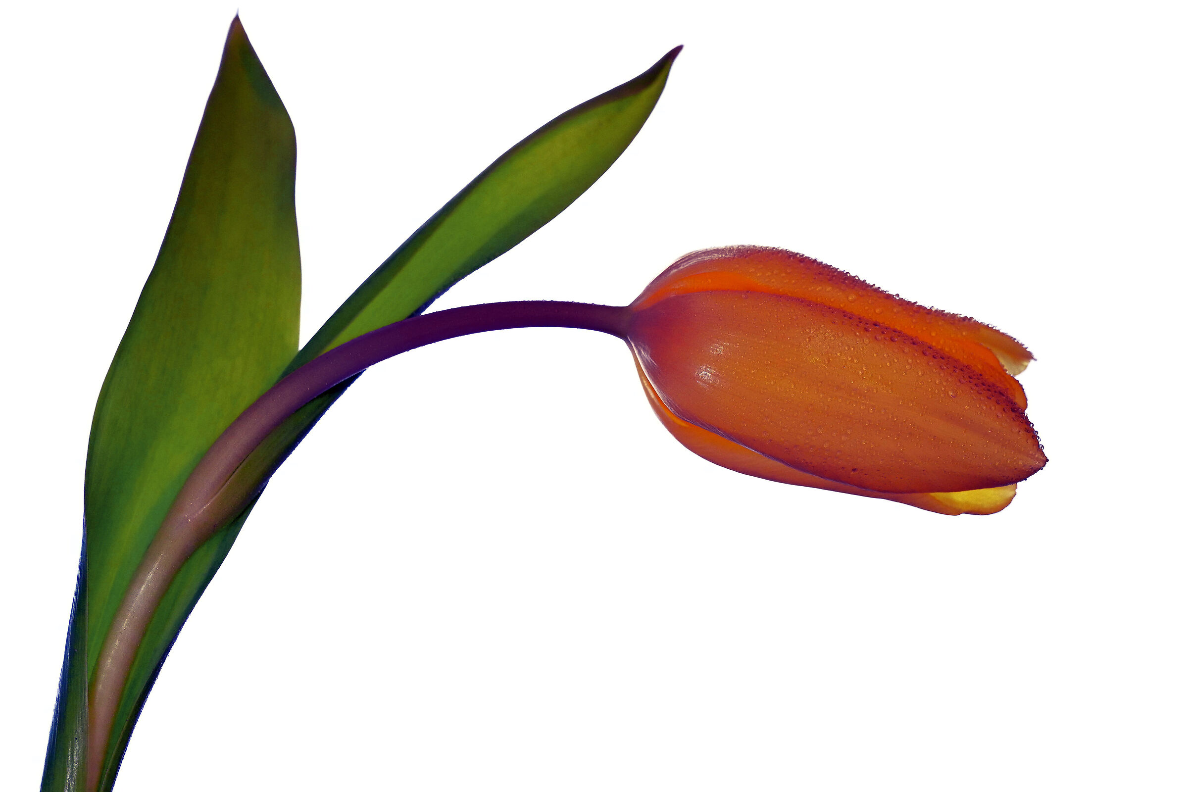 Tulipano