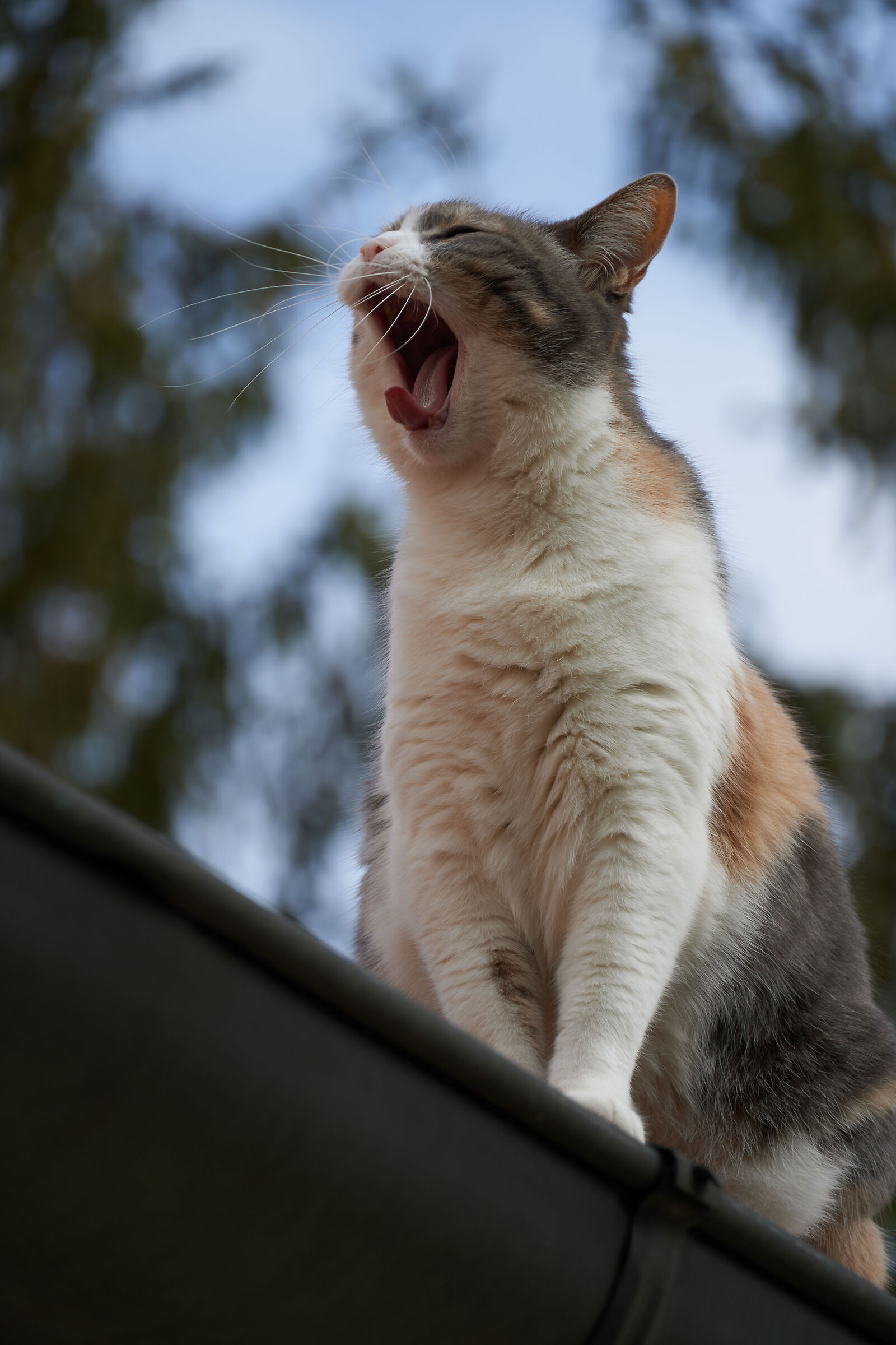 Ruggito o sbadiglio?