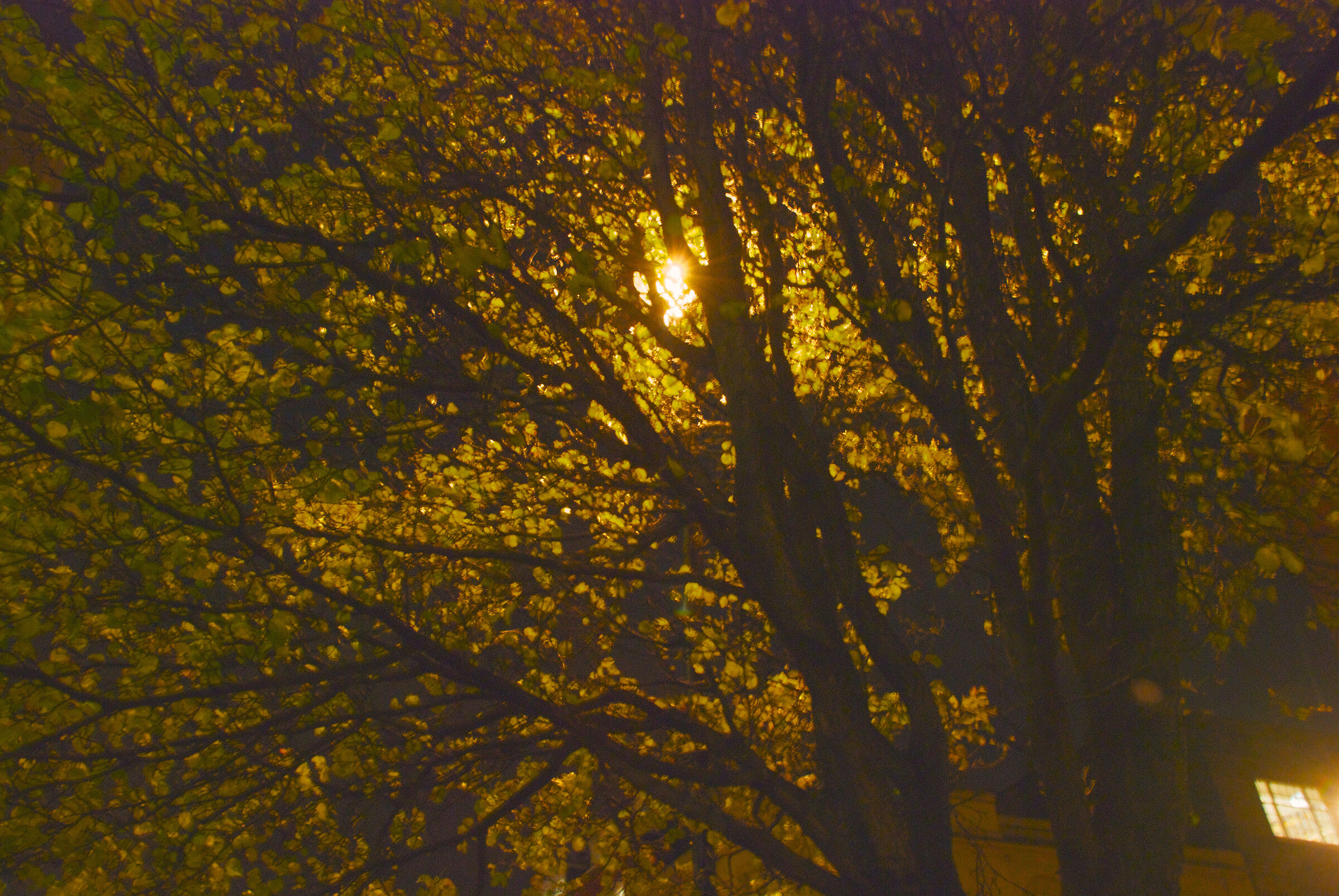 Light through the Trees