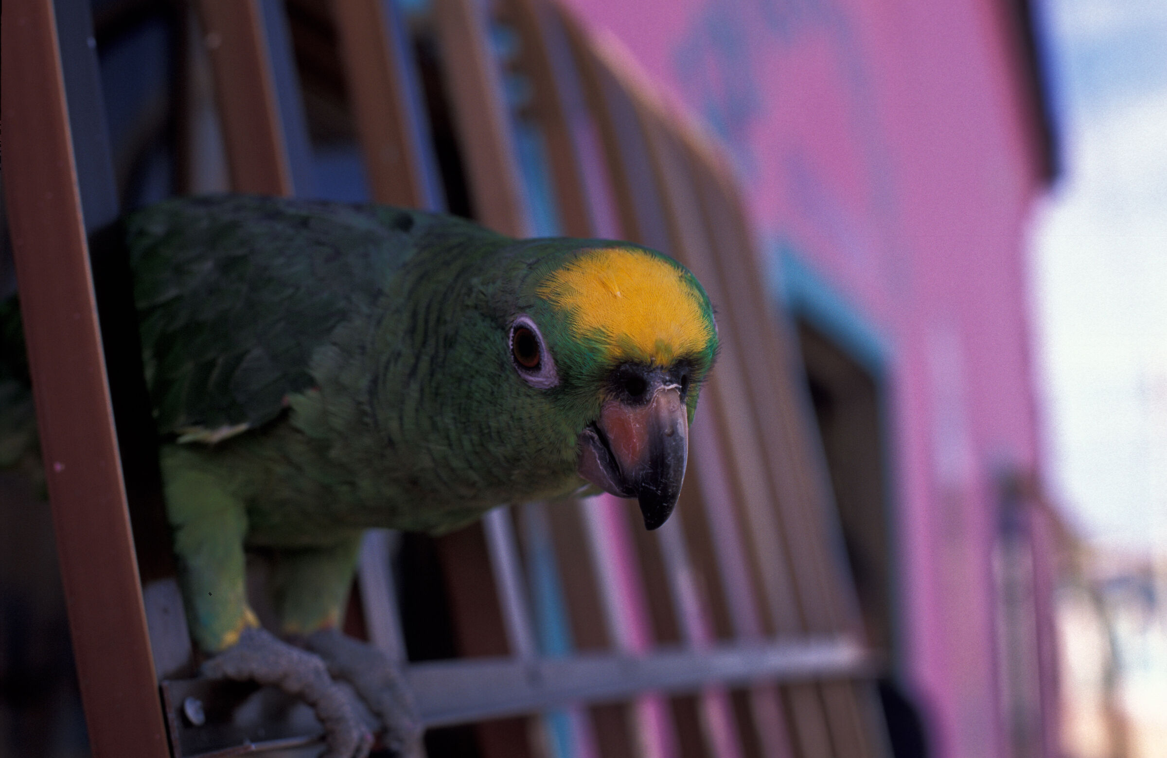 Maledetta nostalgia ..