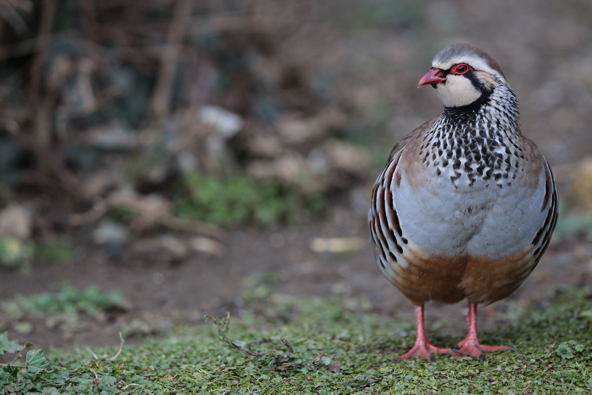 Red partridge