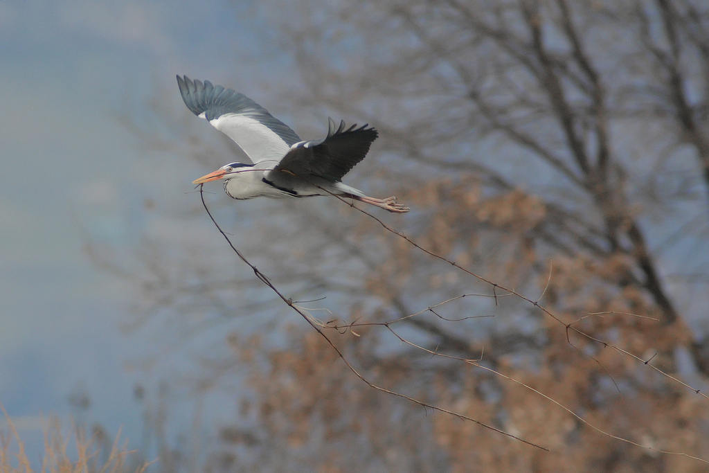 Airone cenerino in nidificazione
