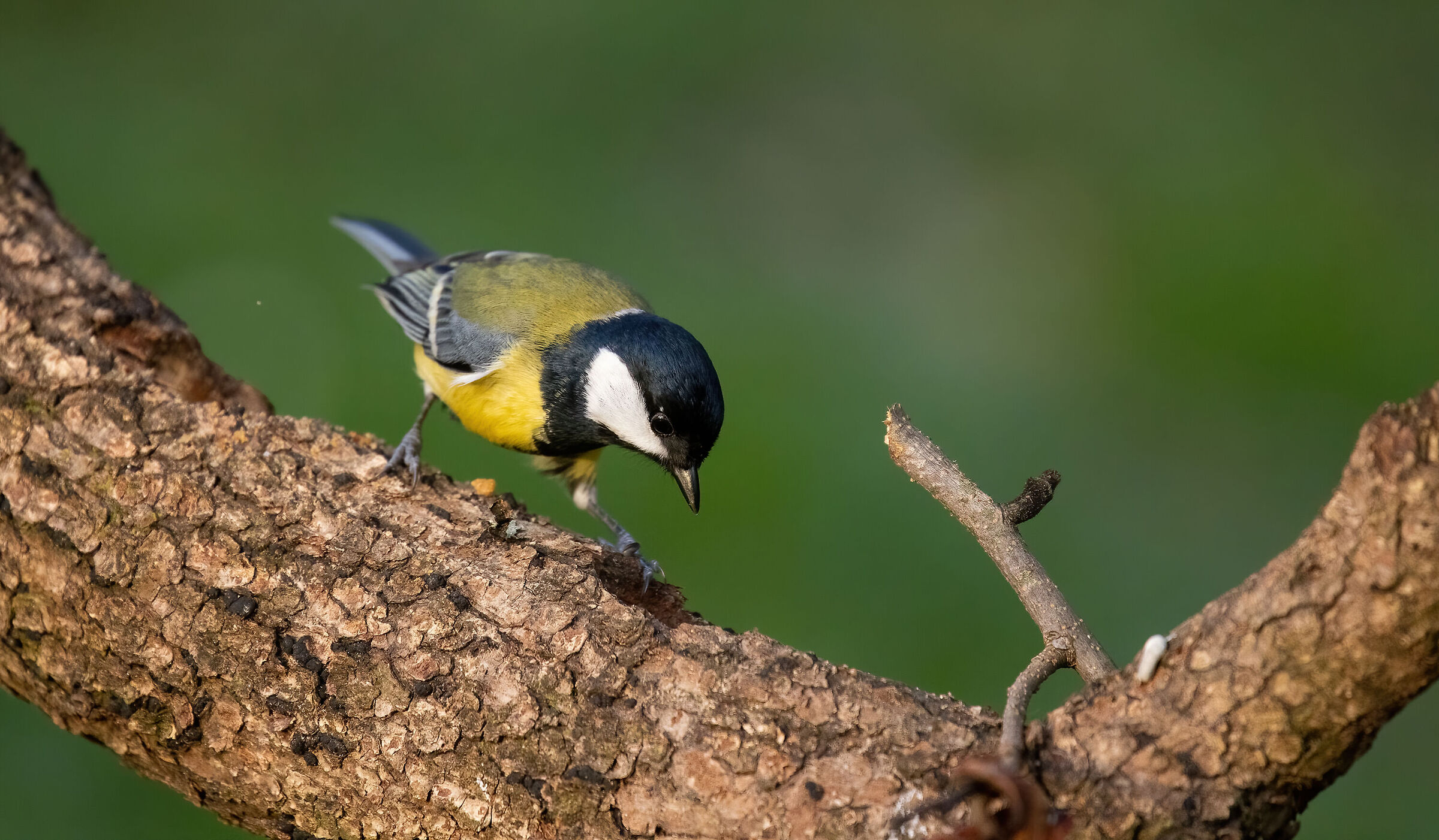 Cinciallegra (parus major)