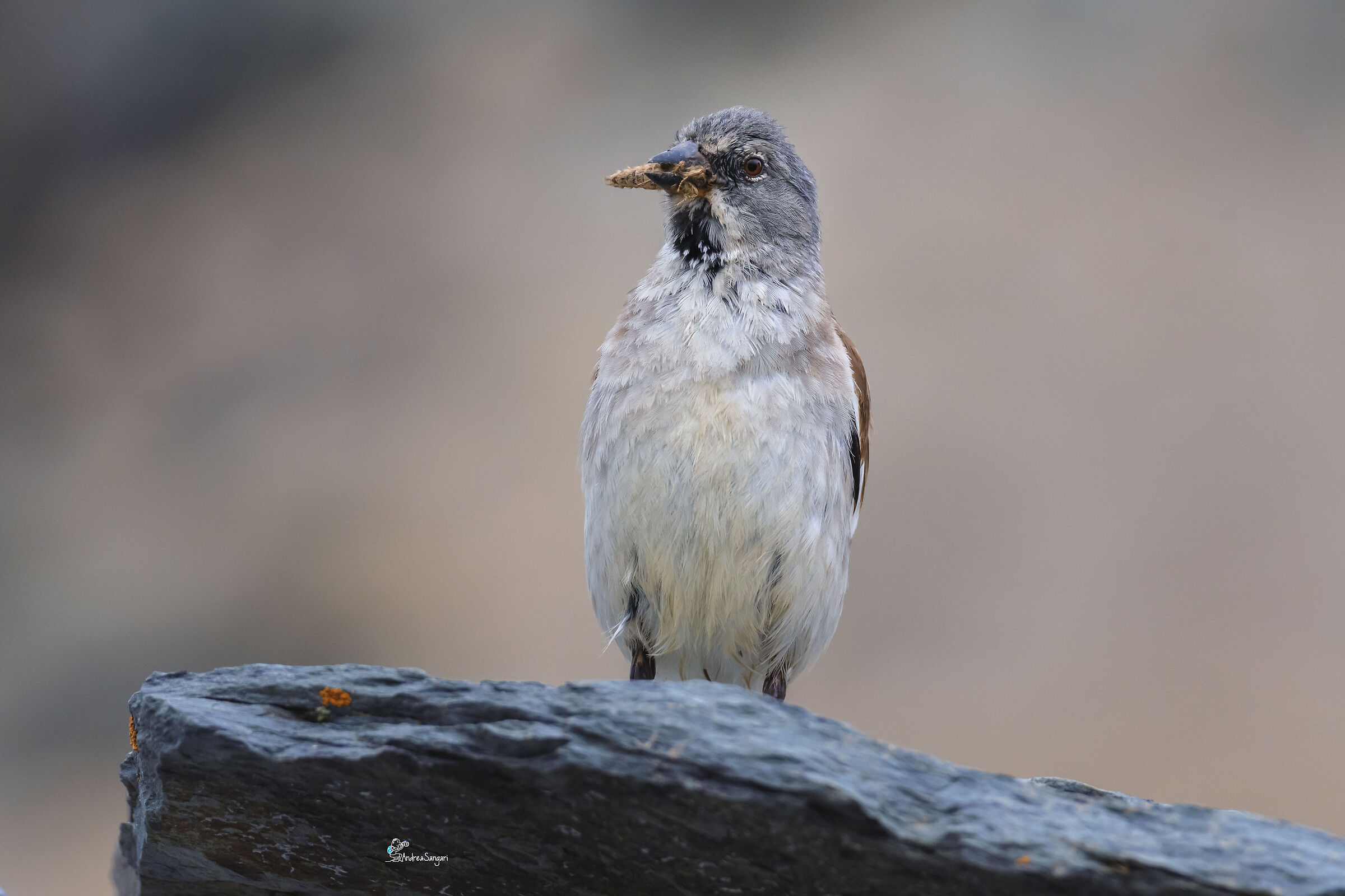 Il fringuello alpino e l'imbeccata per la prole