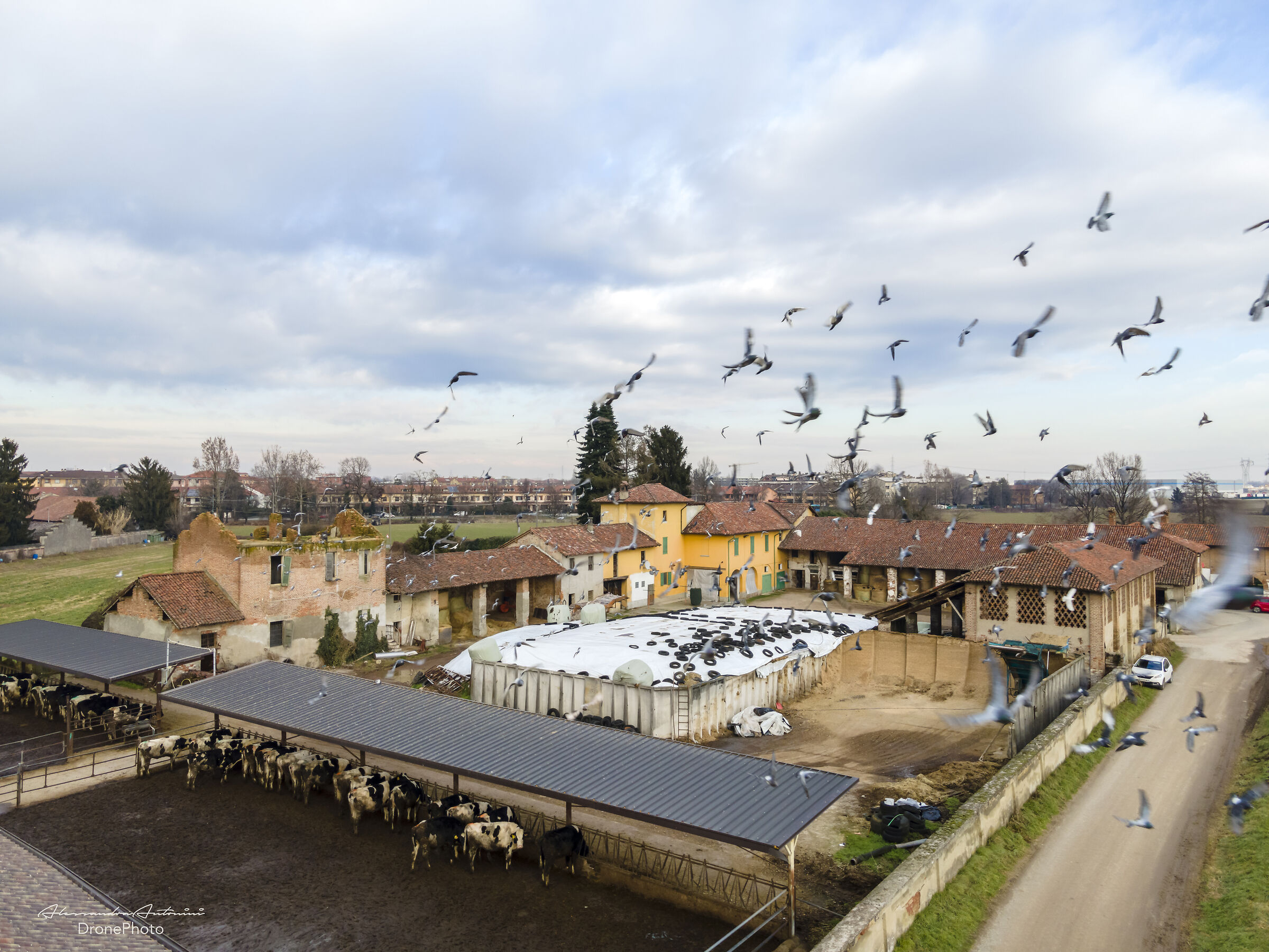 Foto drone Piccioni in volo Cascina a Paullo