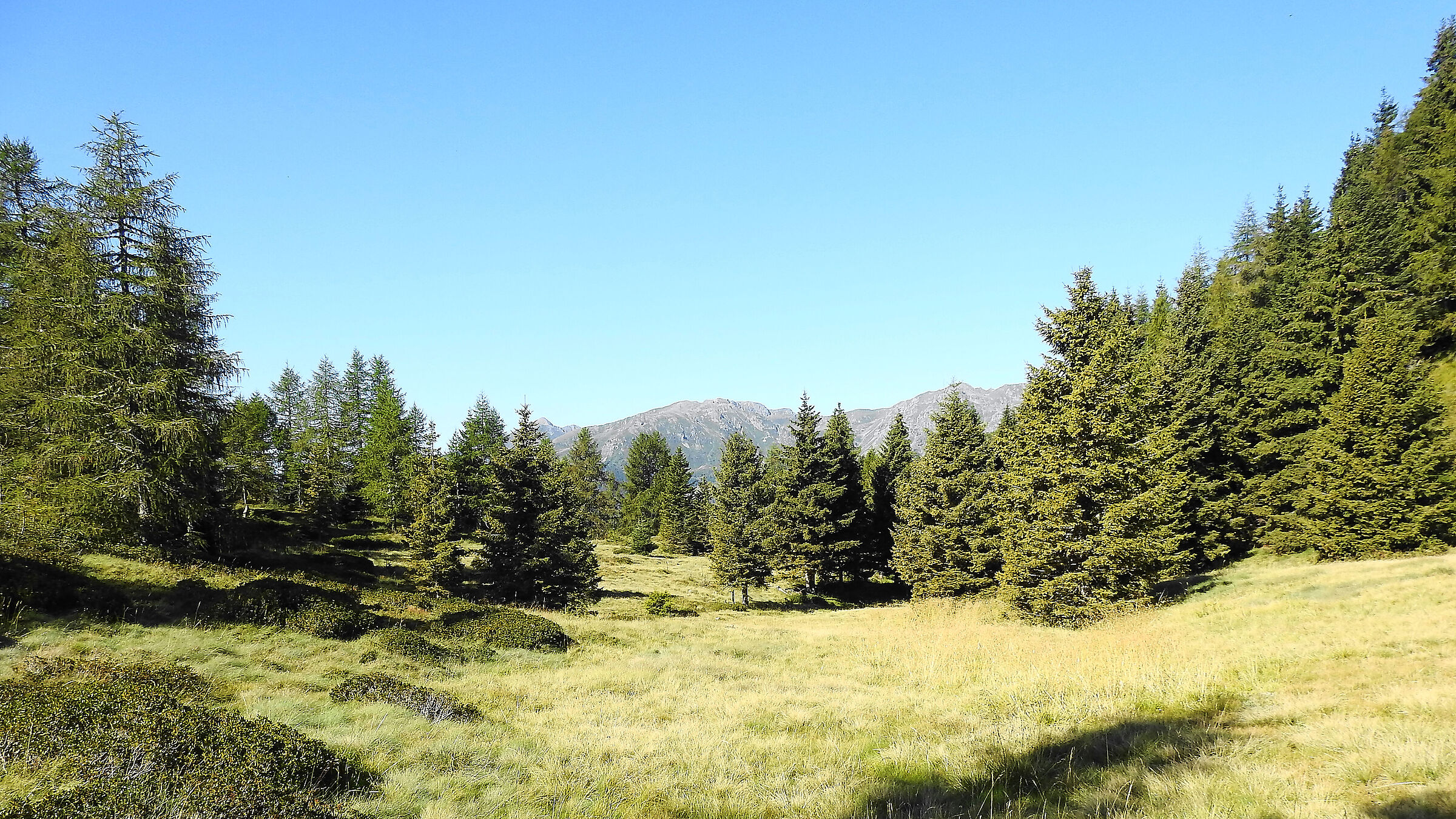 radura sotto il monte Salubio (Lagorai Tn)