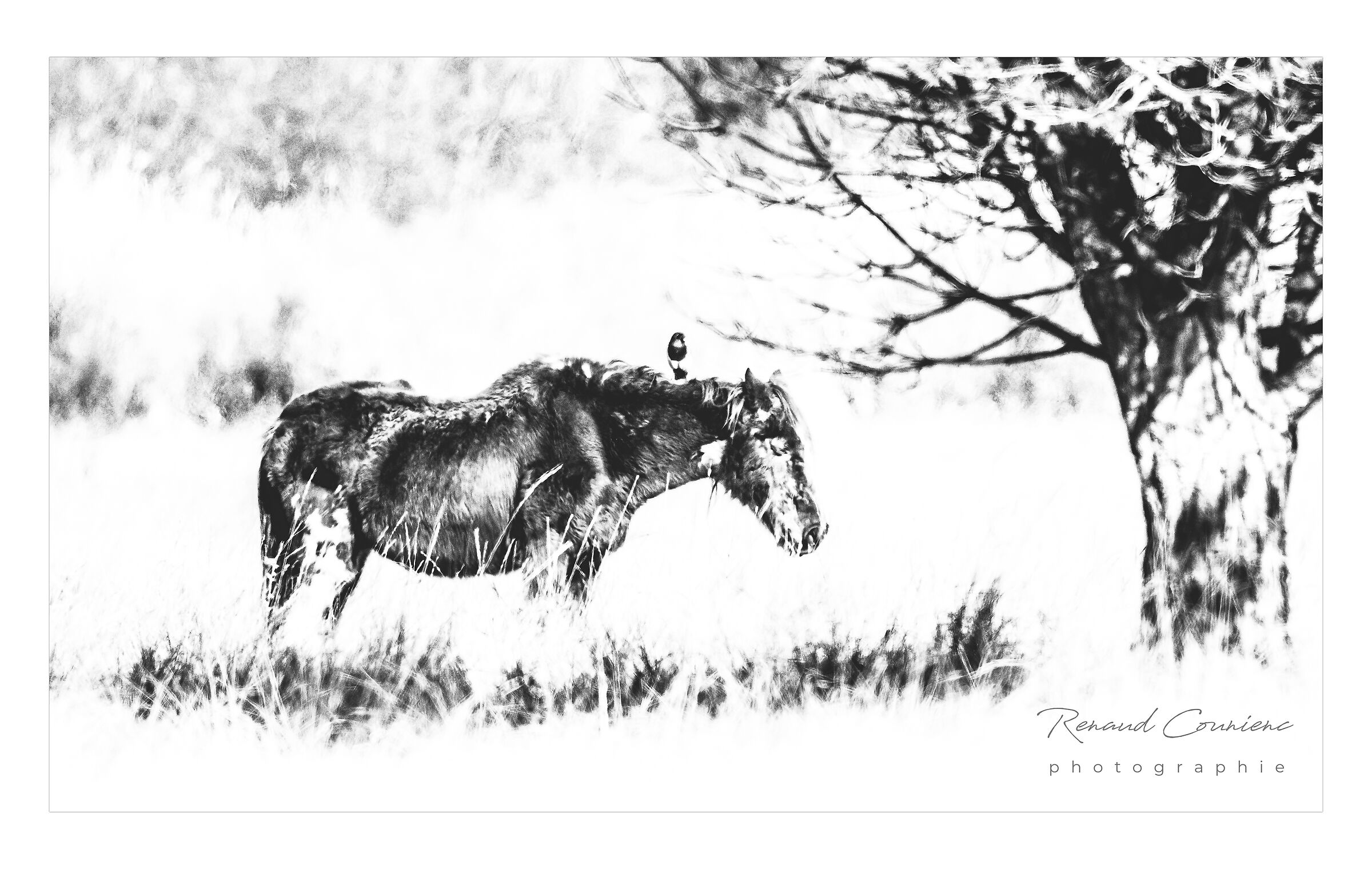 Il vecchio cavallo e la gazza