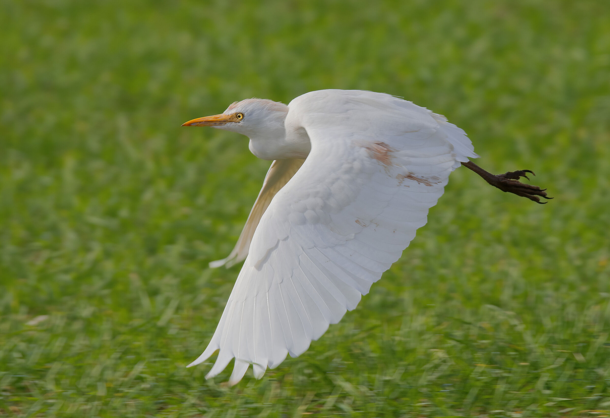 Guardabuoi Heron (Bulbulcus ibis)