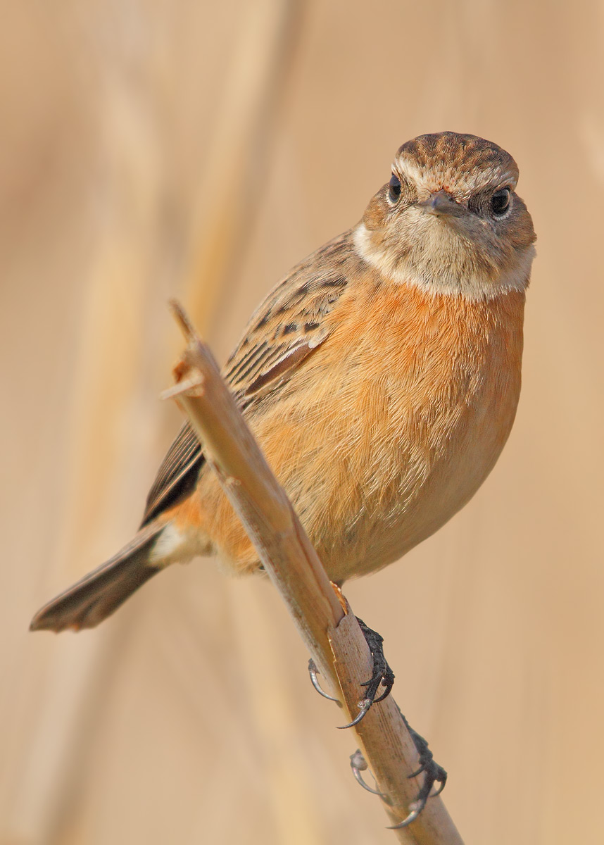 Stonechat