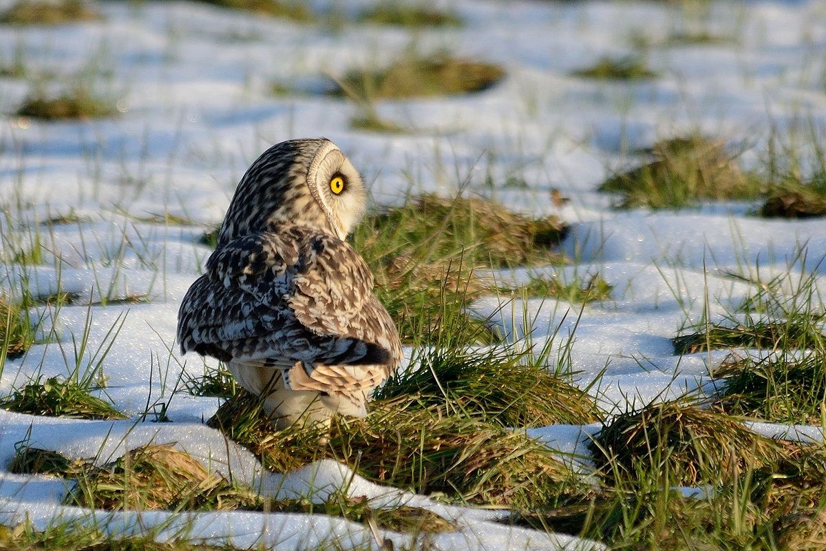 Gufo di palude al tramonto