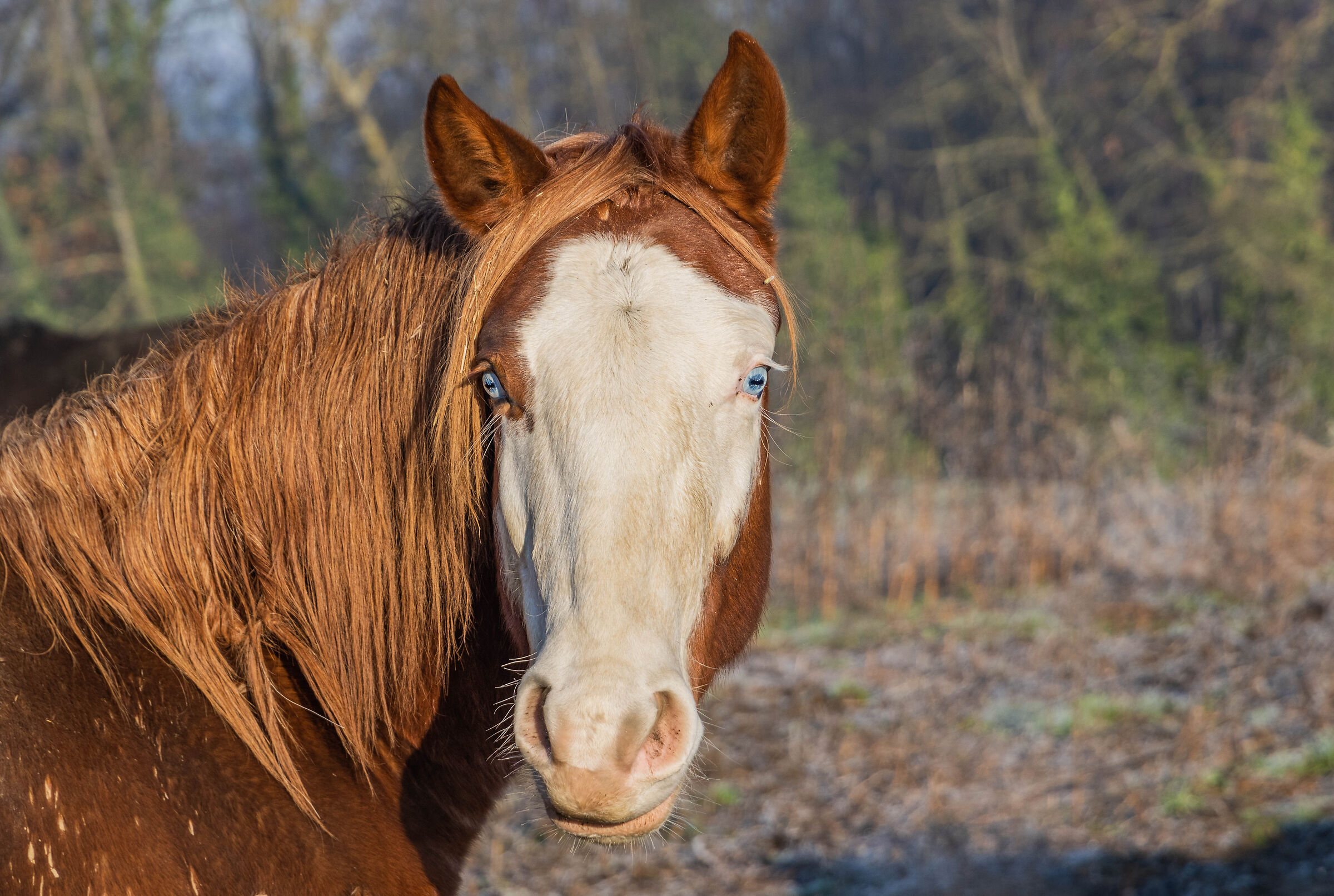 Horses at the paddock