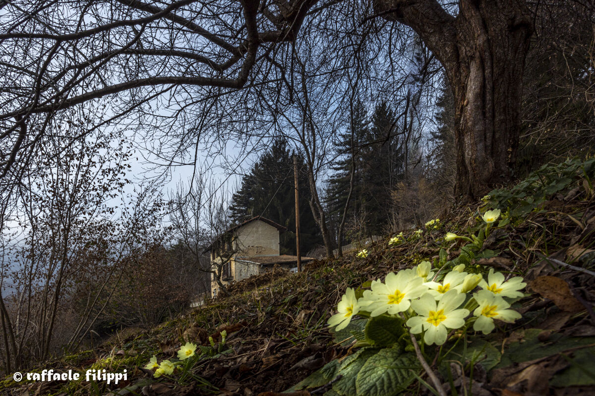Voglia di Primavera - Ca di Cue - Sagliano Micca