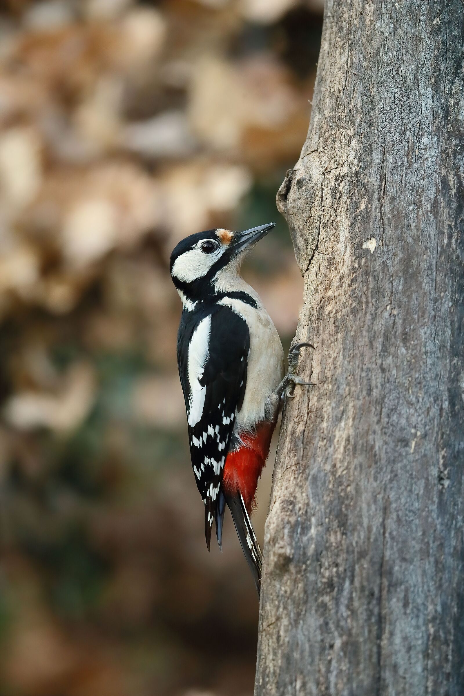 red woodpecker Mag. F.