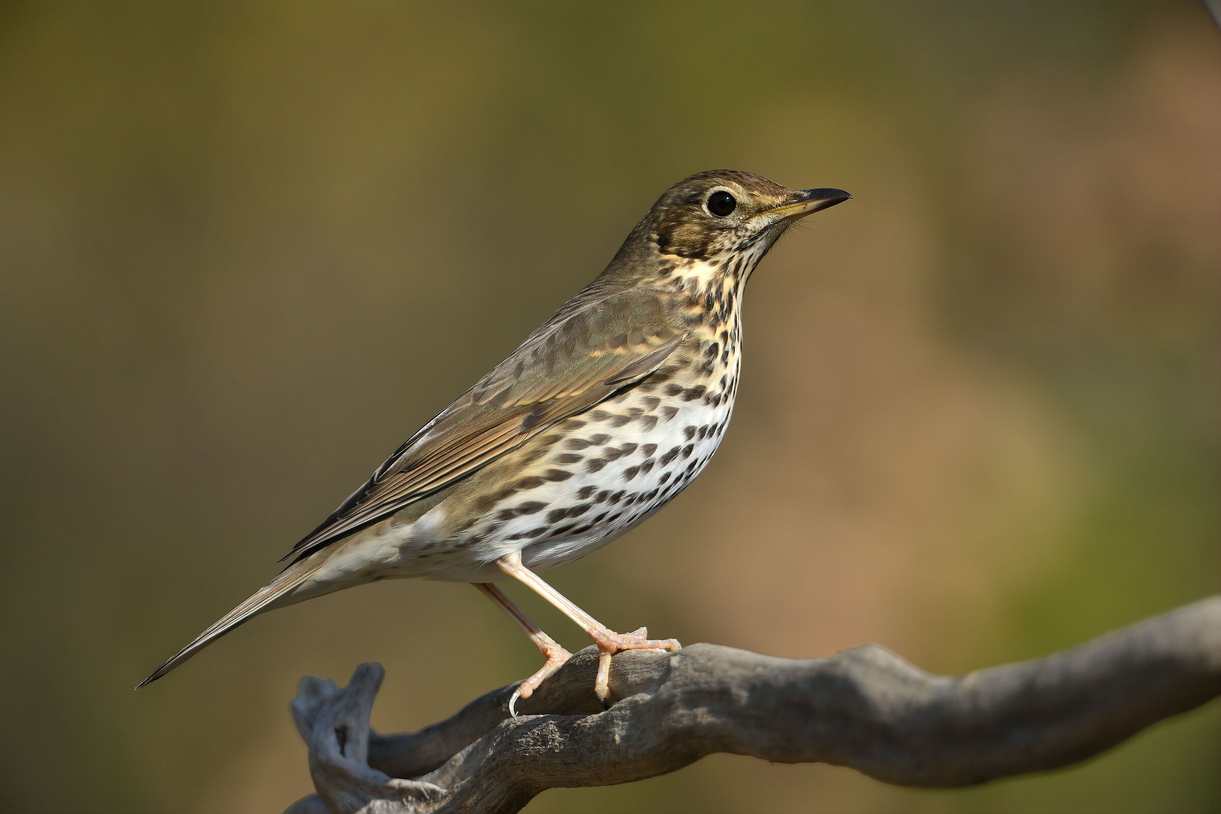 Bottaccio thrush