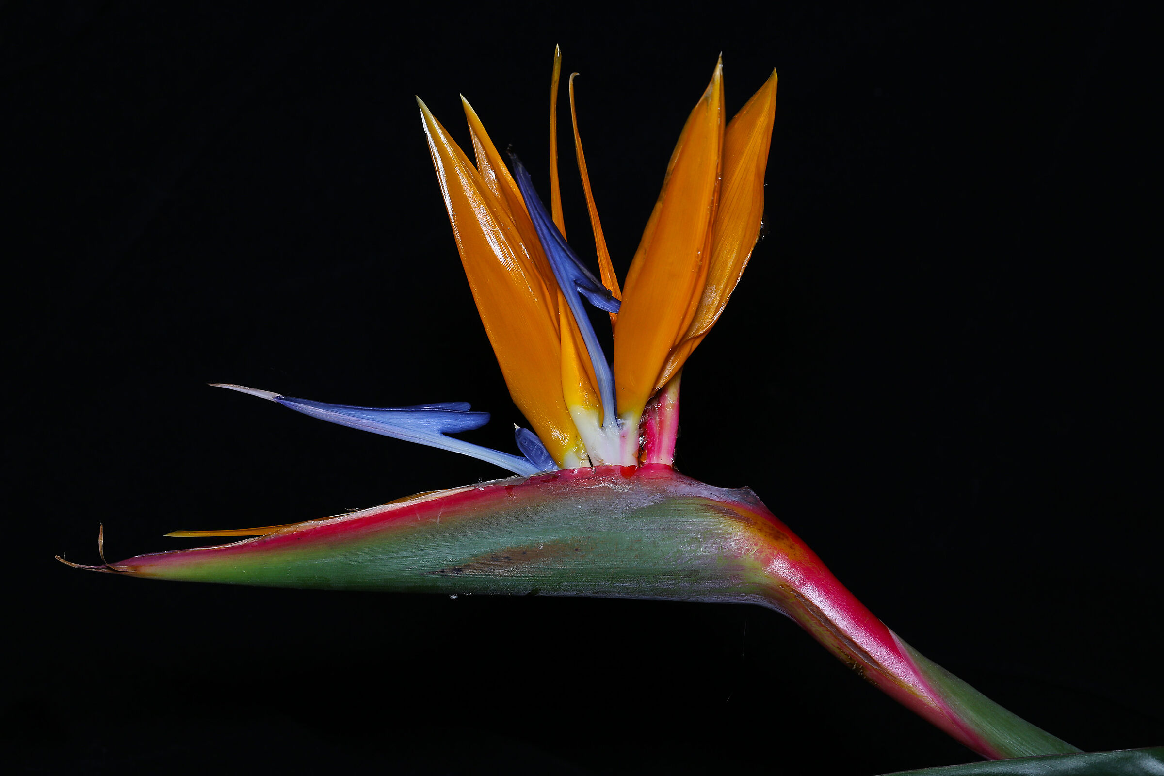 Strelitzia