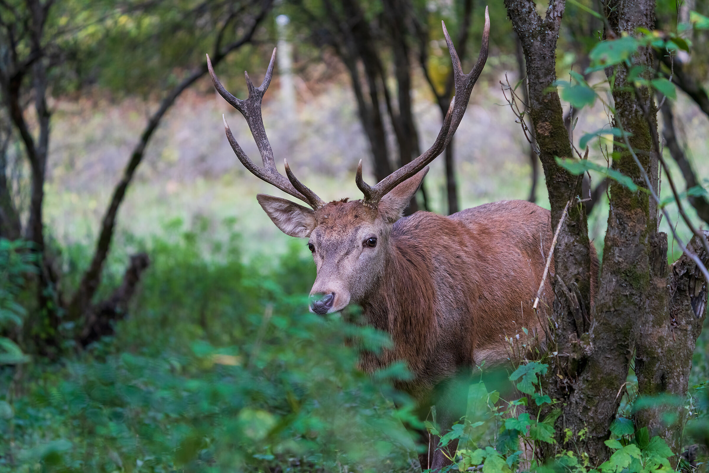 Suddenly, the lord of the woods