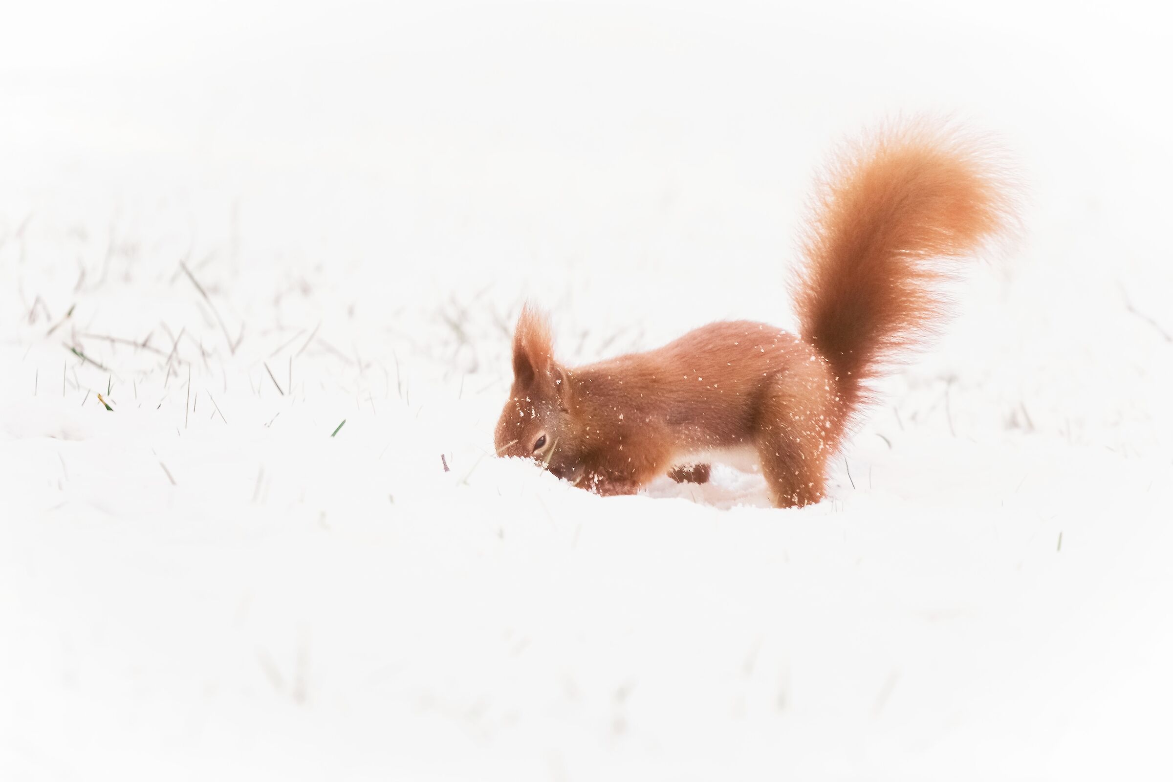 Sniffing into the sniw