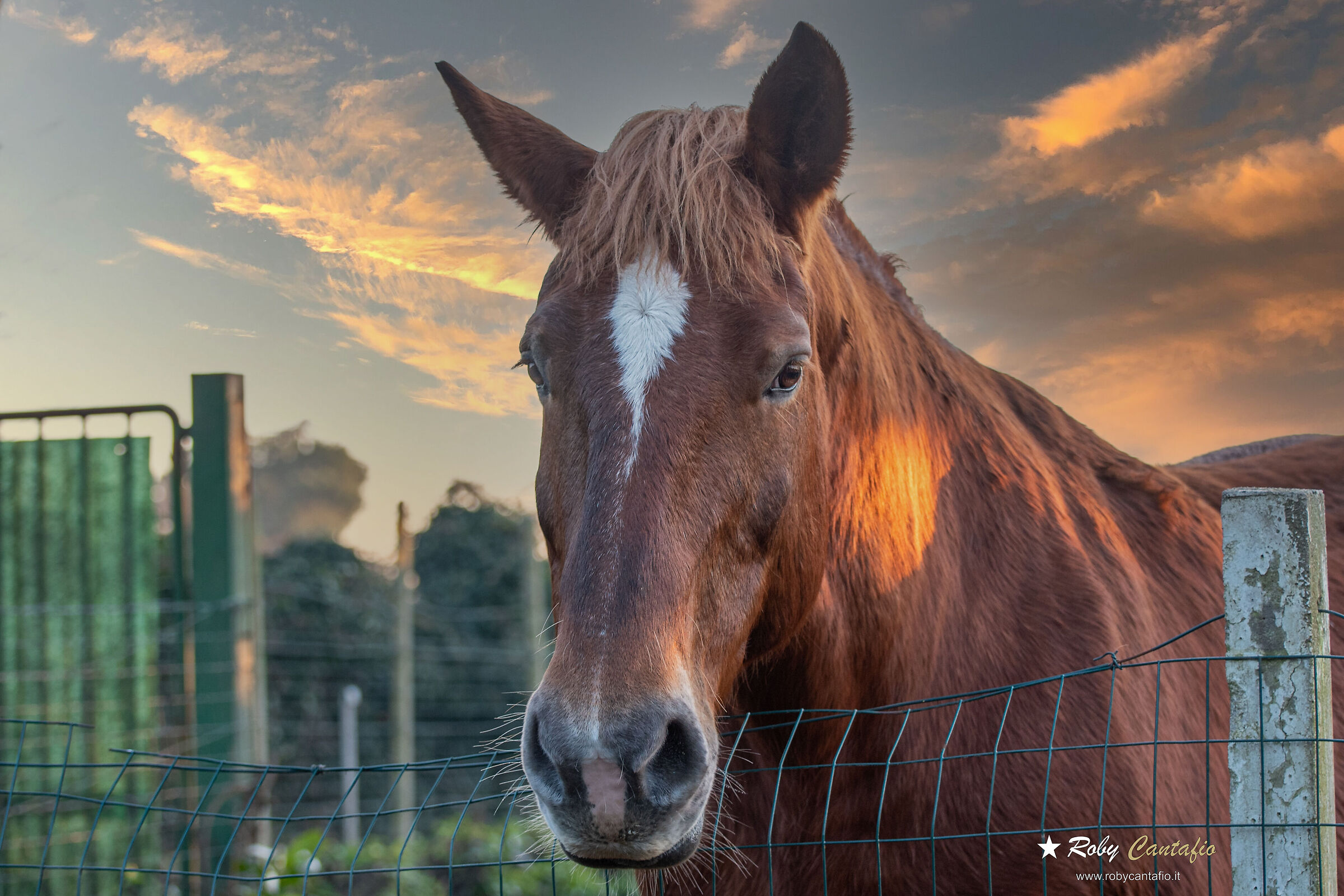 Horse S.Colombano