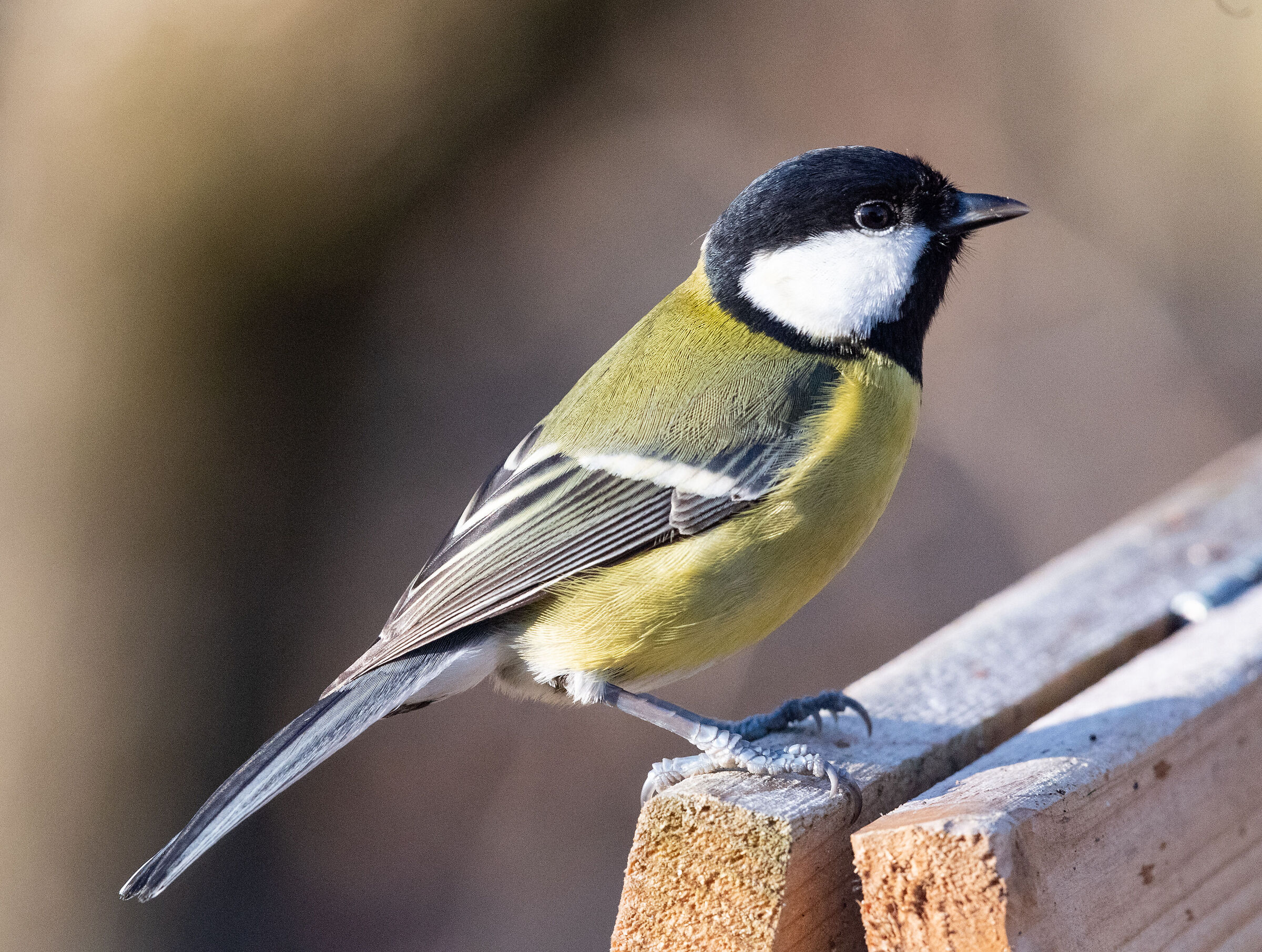 the guest stares at my shed