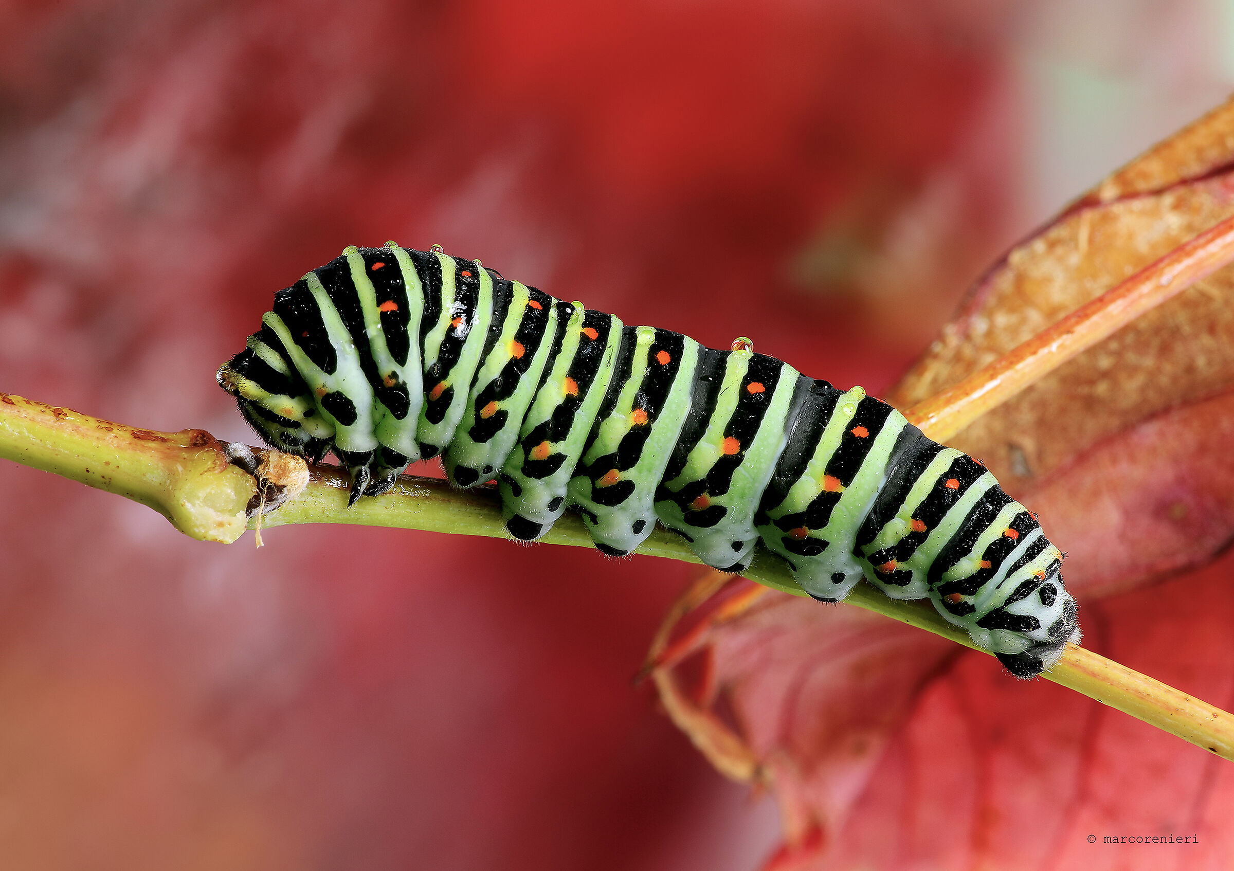 Macau Caterpillar