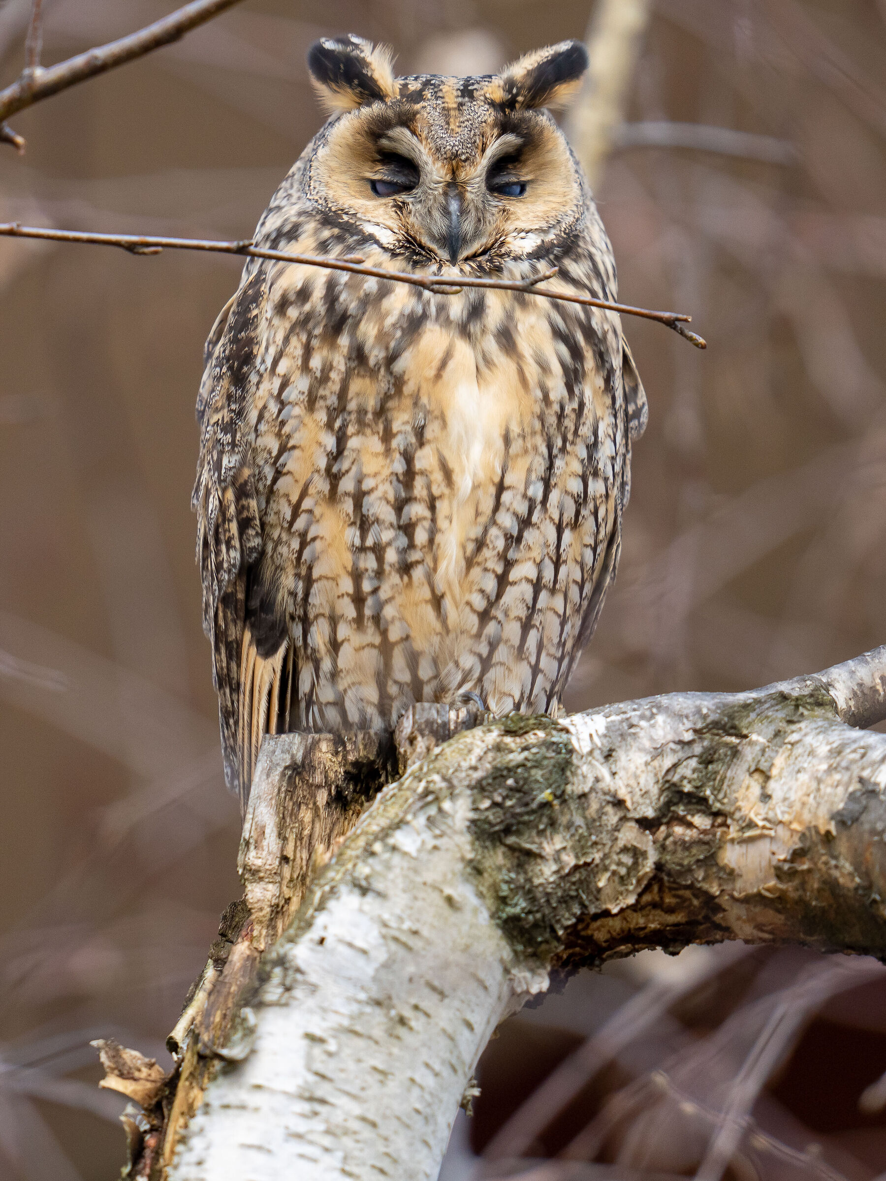 Blue contact lenses (Asio otus nittitante membrane)