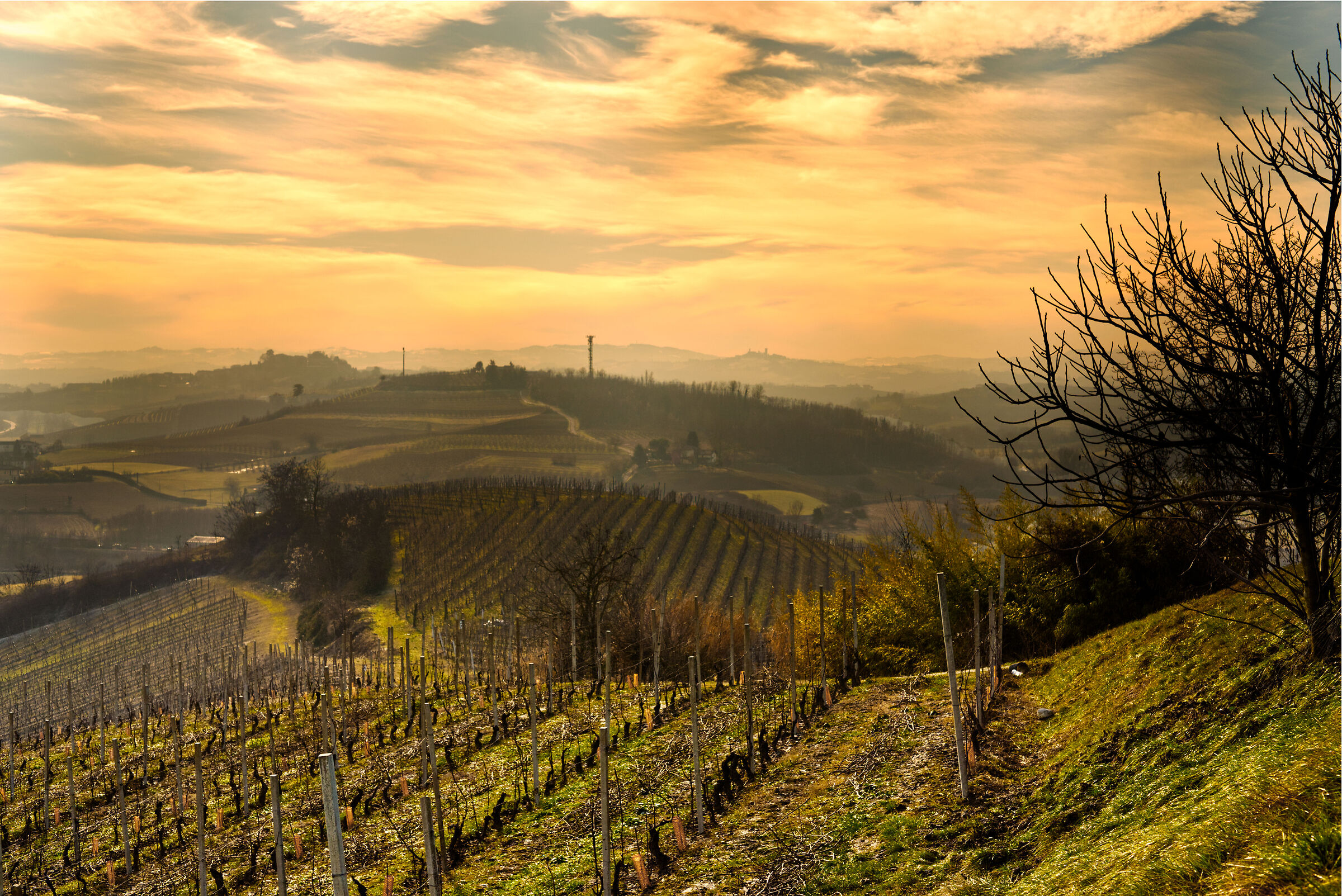 La Vigna ed il Fico d'inverno III