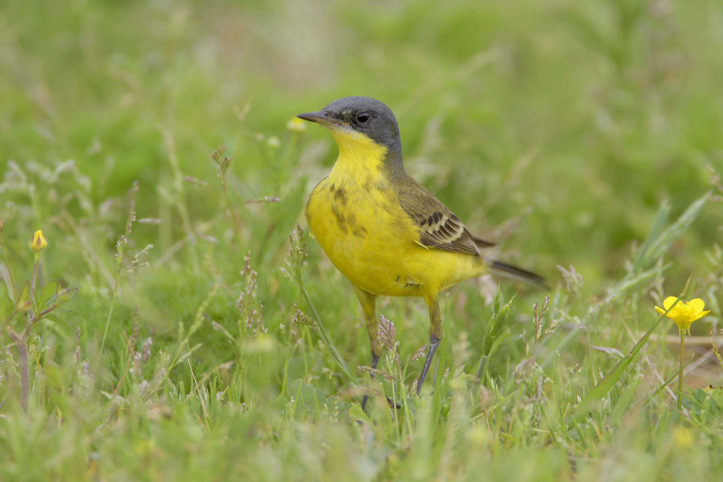 Cutrettola ssp. Feldegg