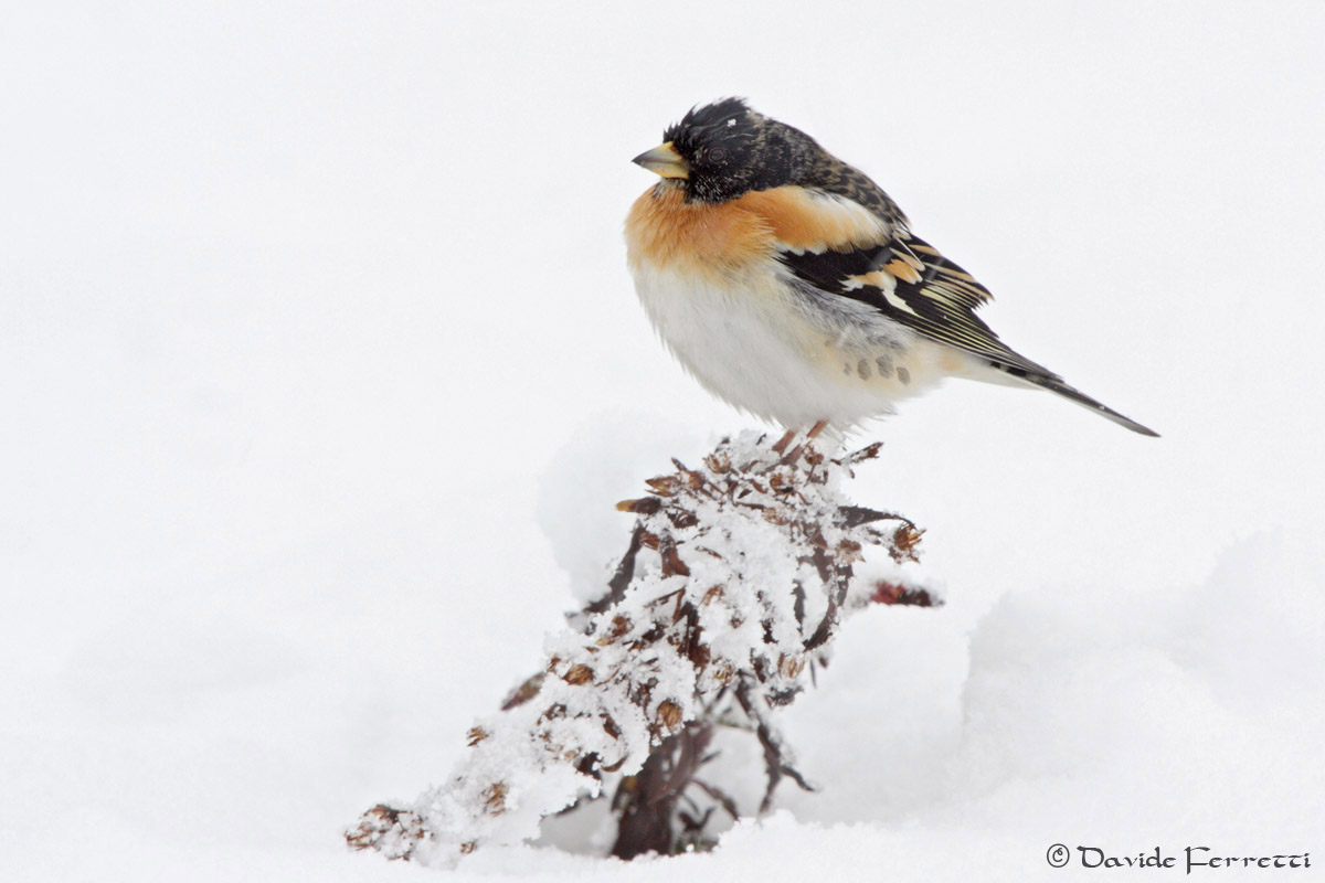 Peppola sotto la nevicata