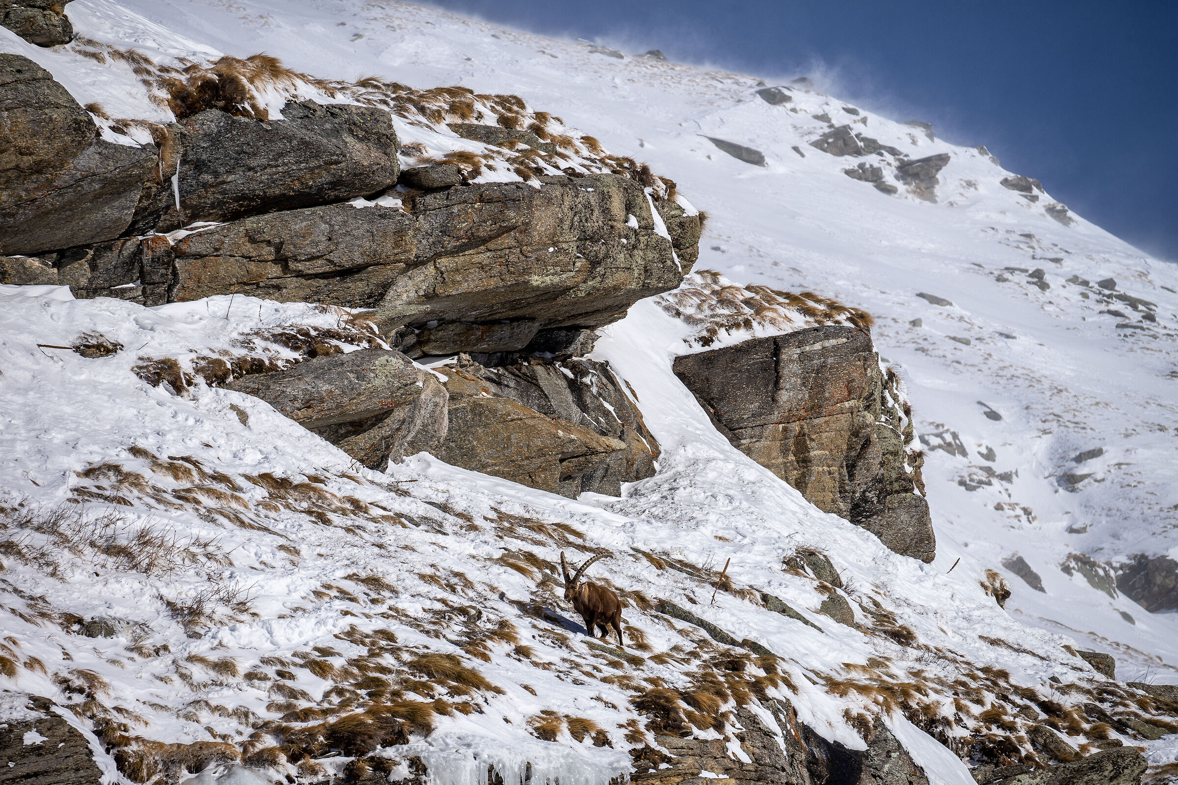 Stambecco e tormenta