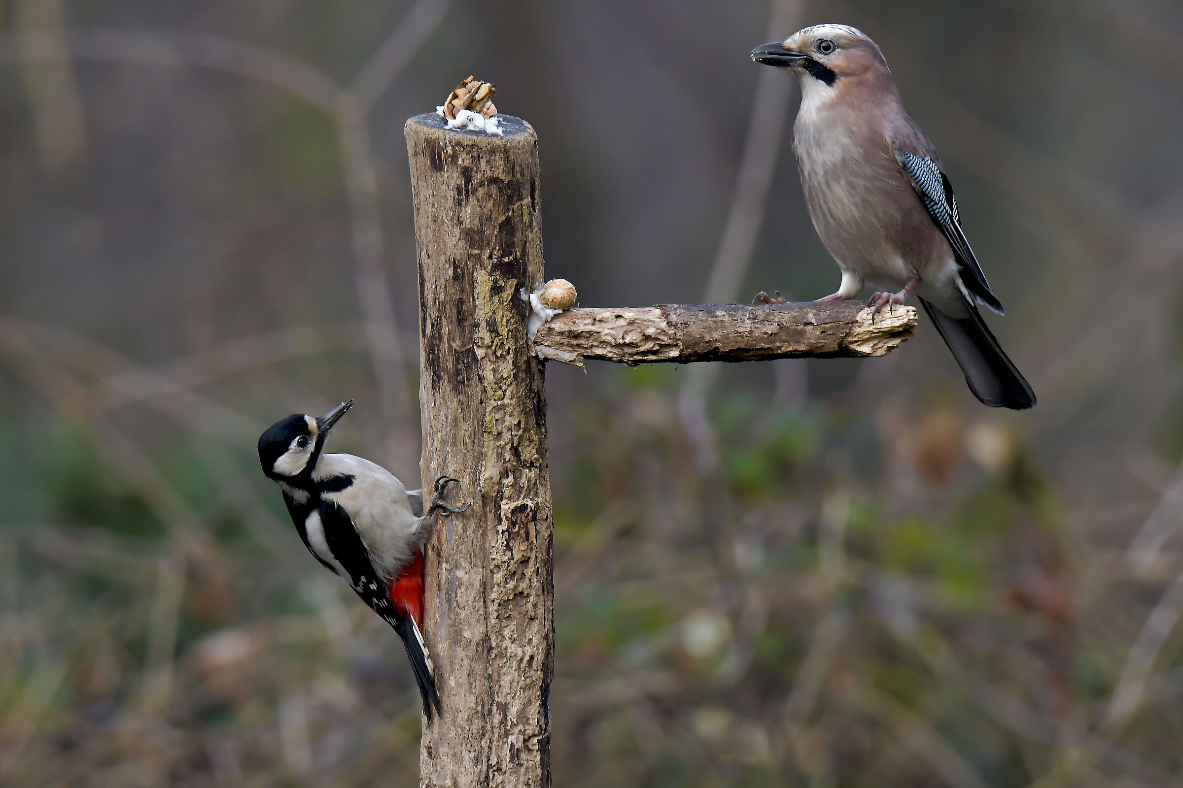to whom first?  jay and red woodpecker