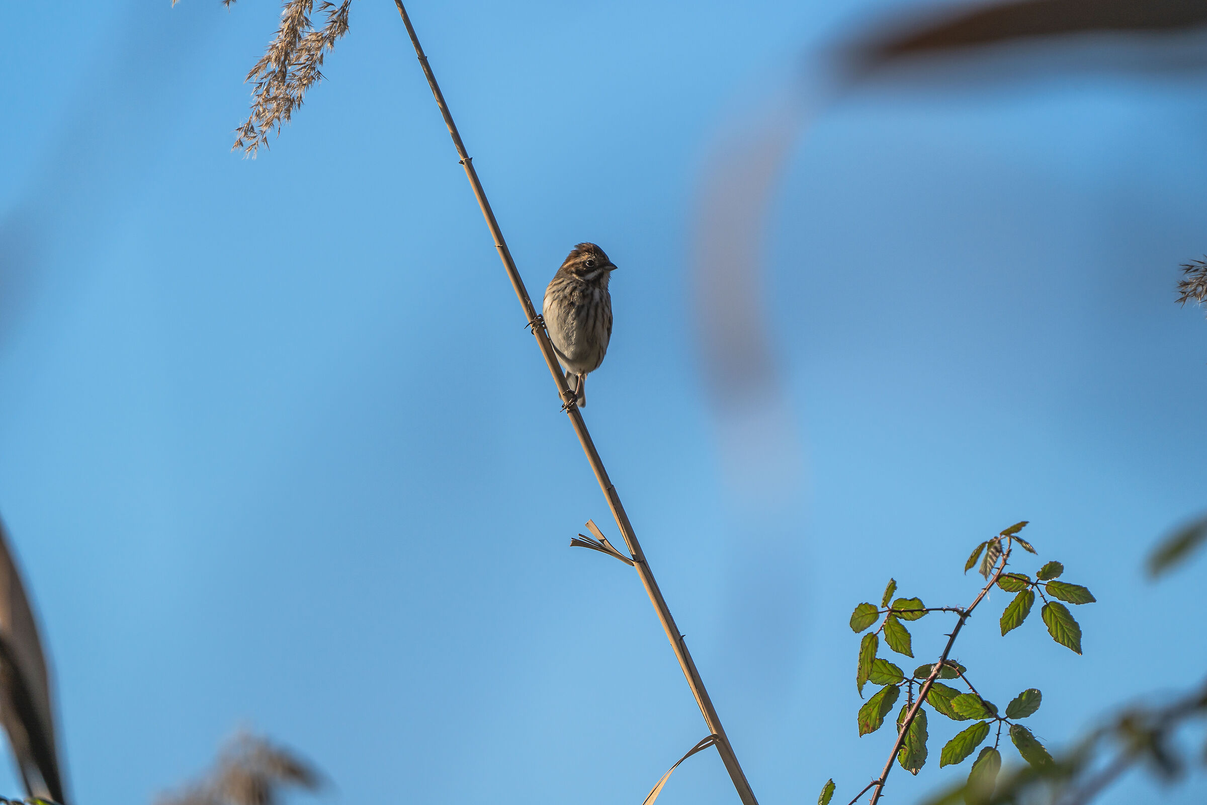 Migliarino di palude