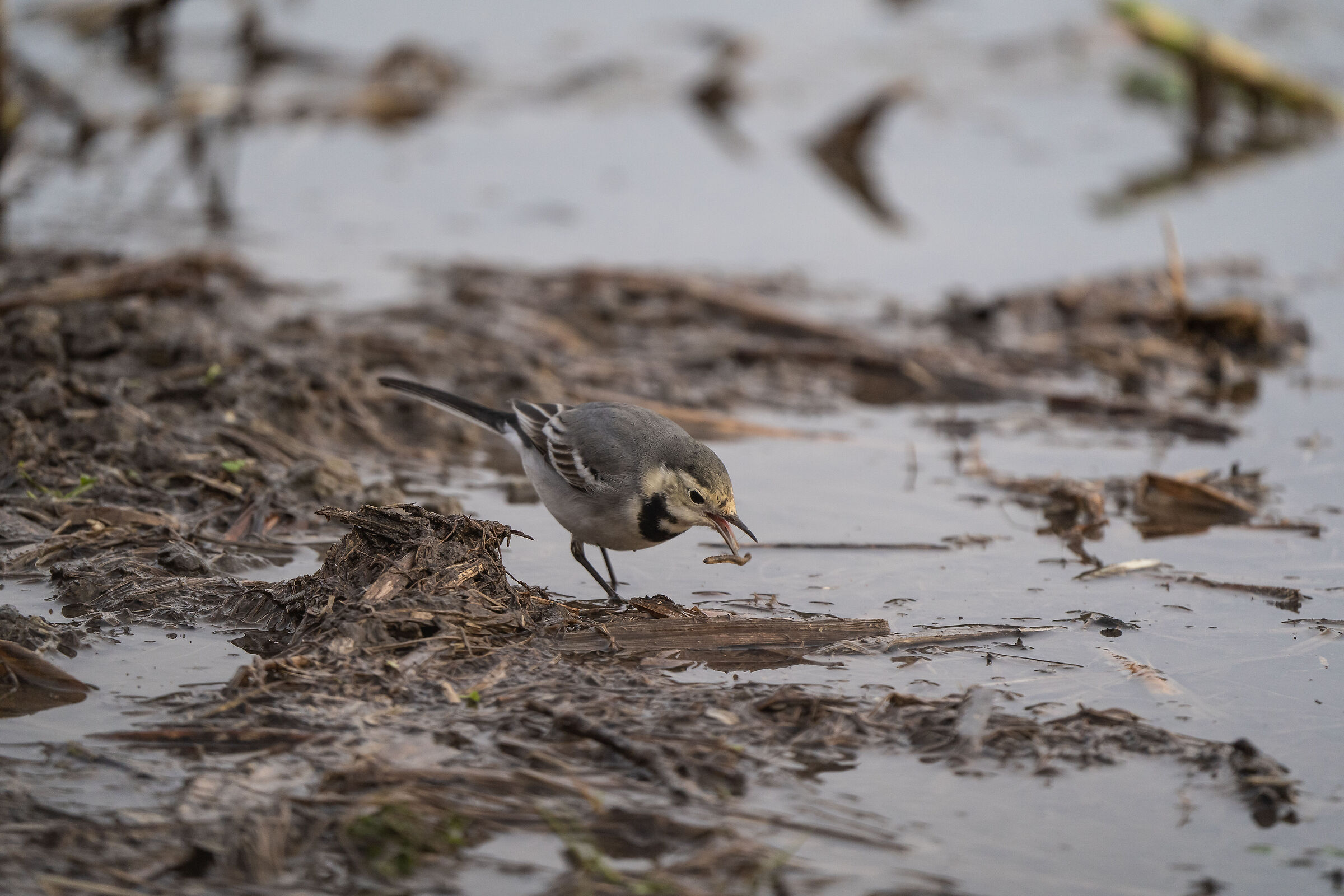Ballerina bianca con preda