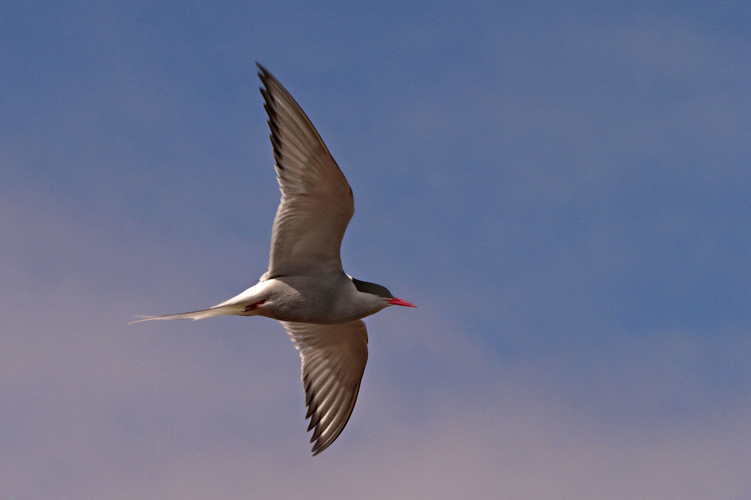 Paradisea Tern