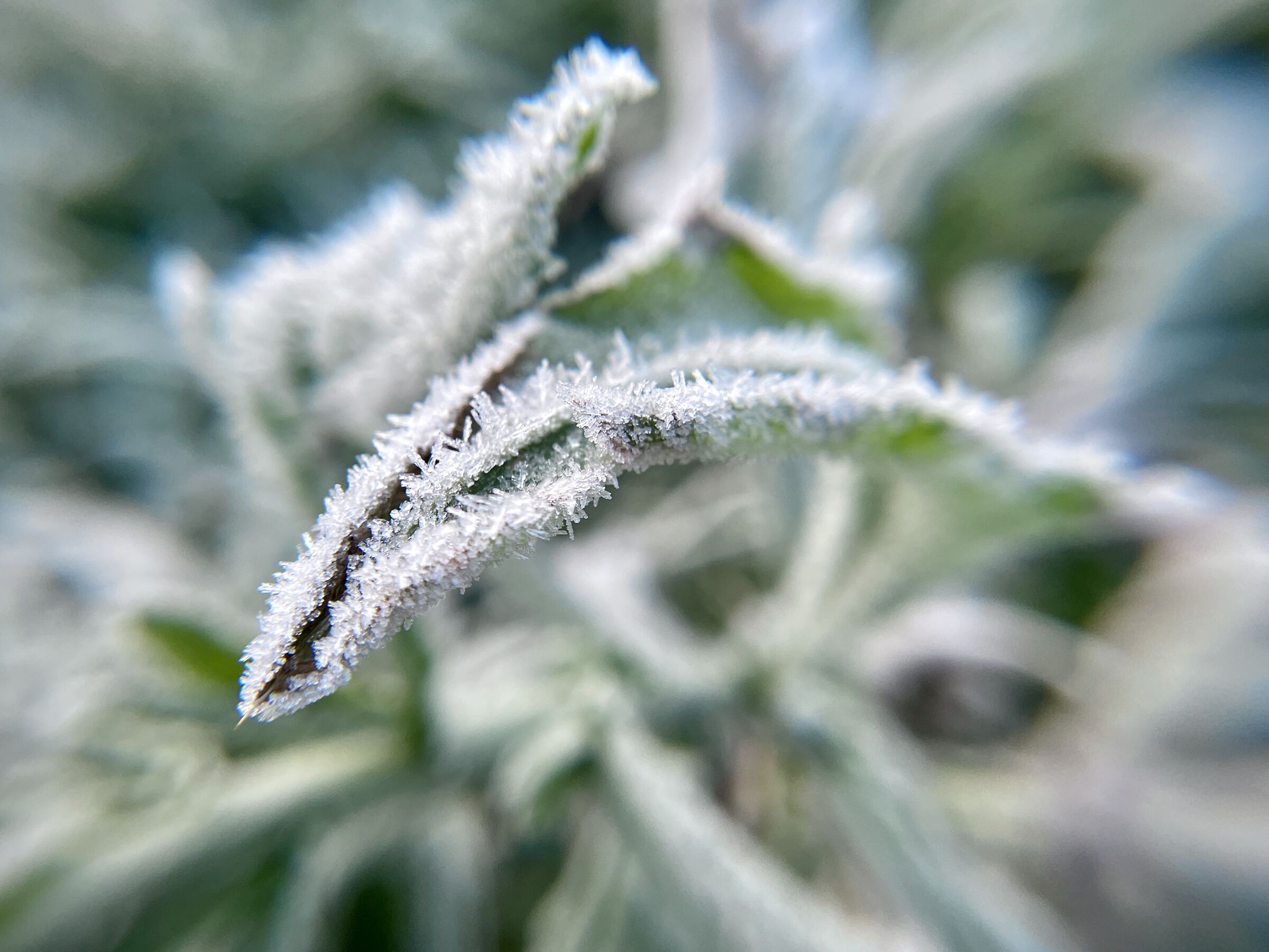 Frozen grass