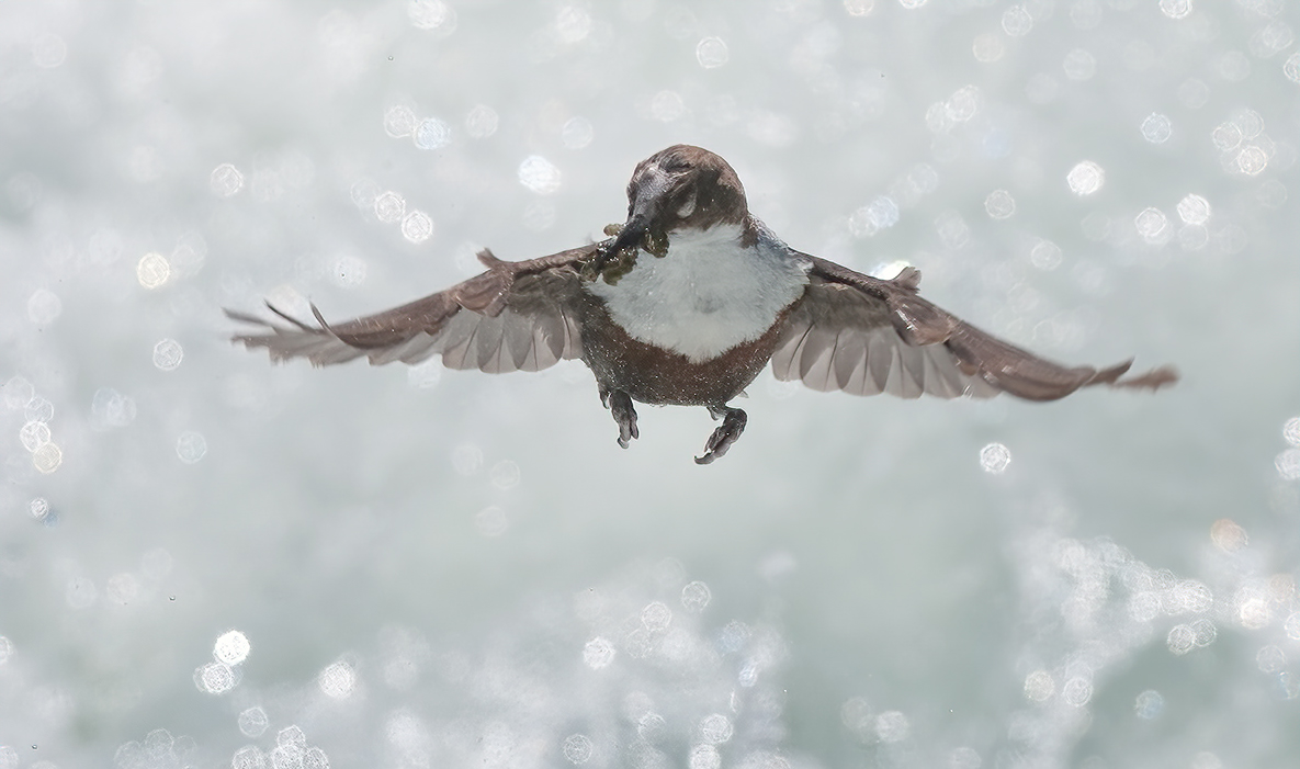 Acquaiolo in volo con preda