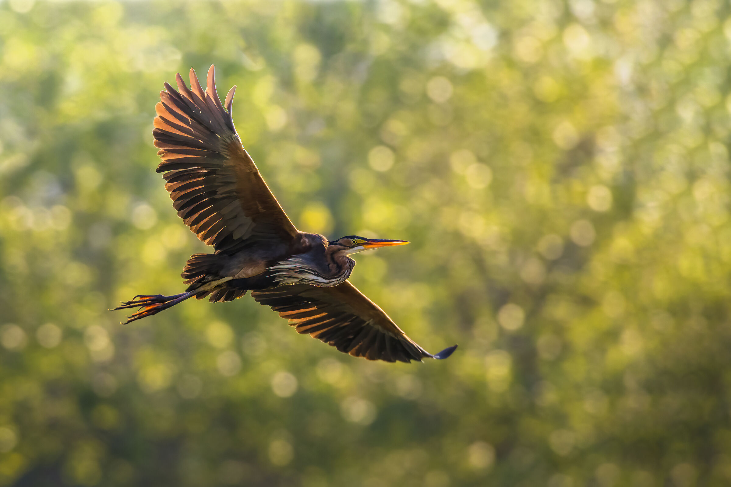 Red Heron in Backlight