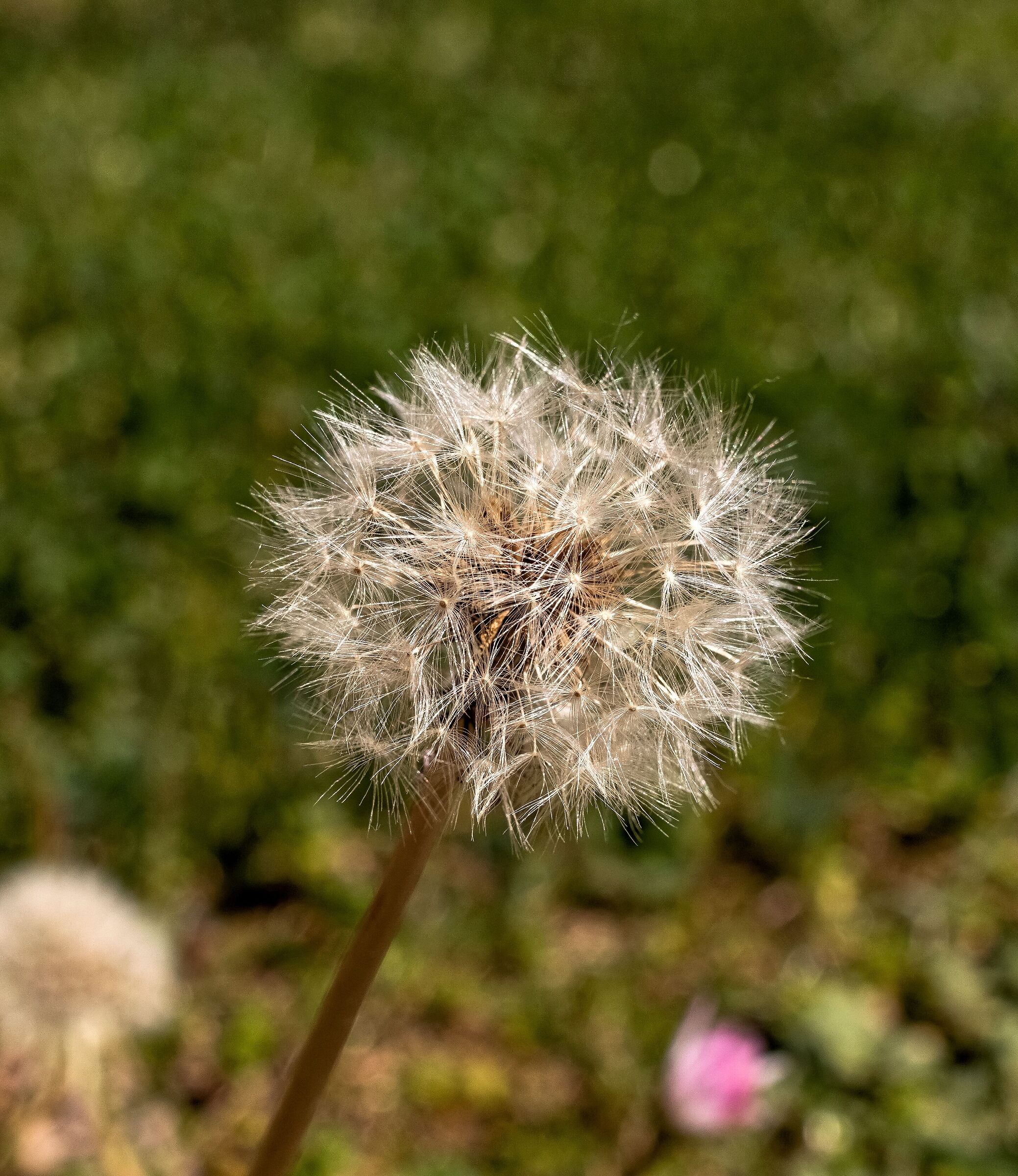 Common dandelion 12/04/2020