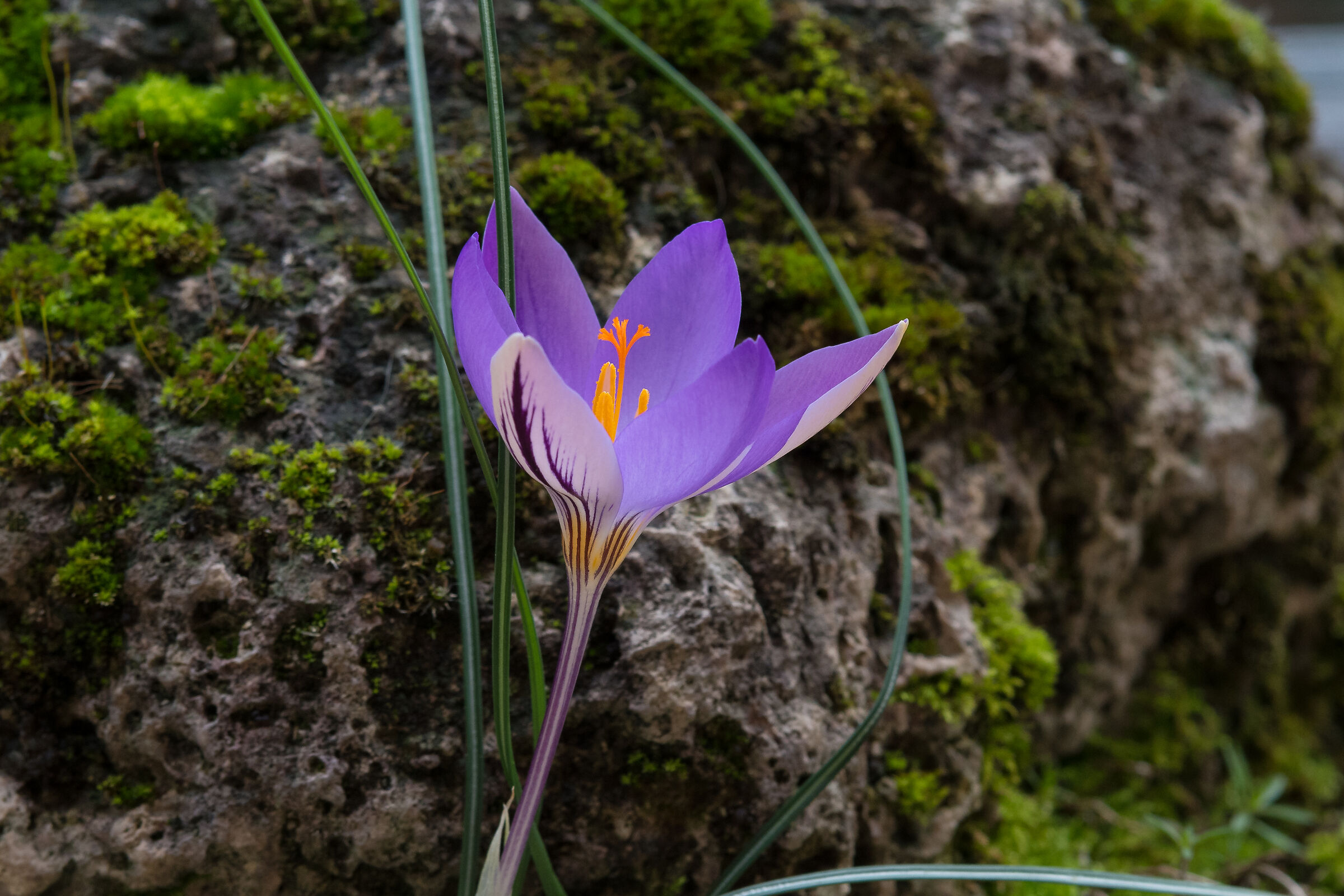 Crocus