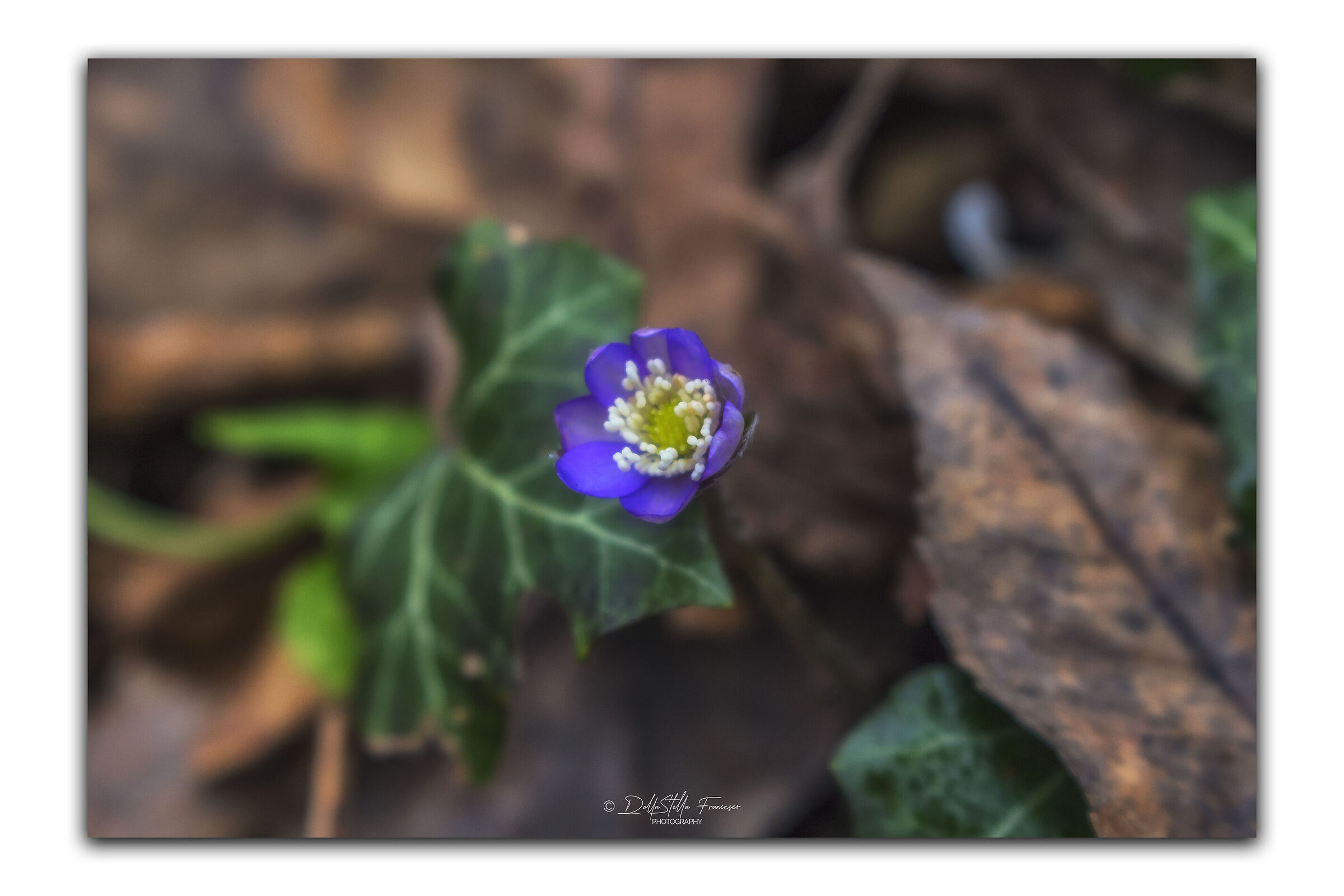 Hepatica nobilis tra il fogliame