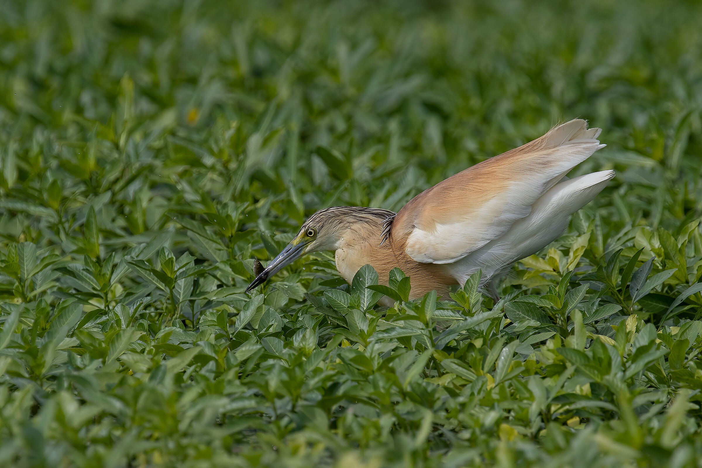 Sgarza ciuffetto con piccola preda
