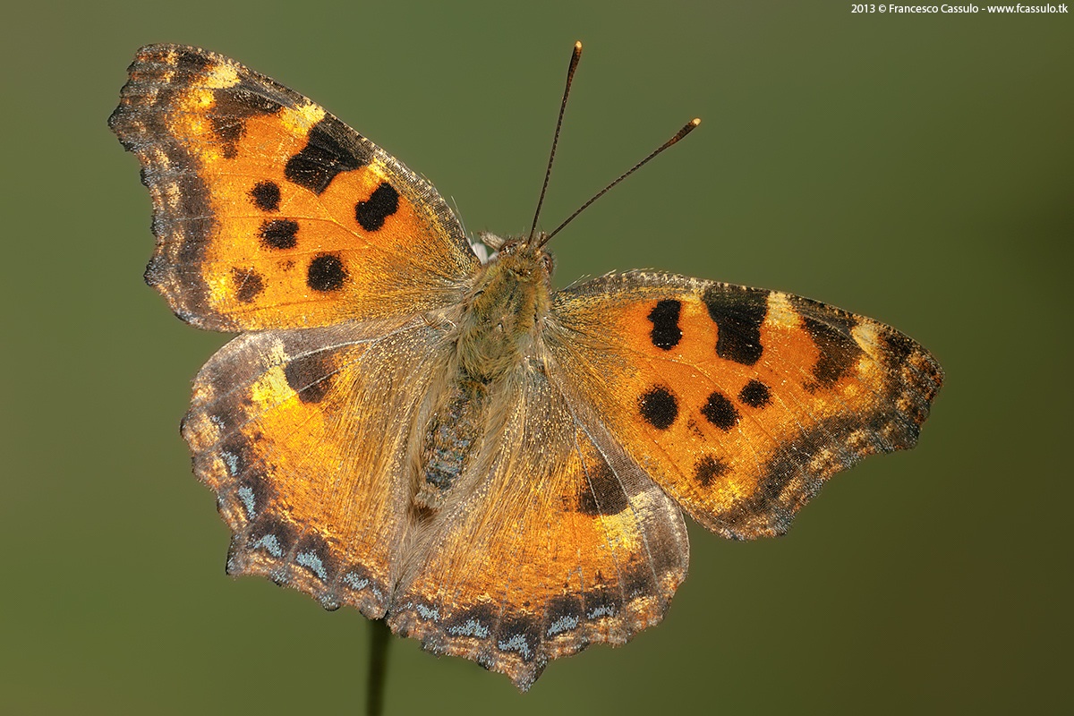 Nymphalis polychloros (linnaeus, 1758)