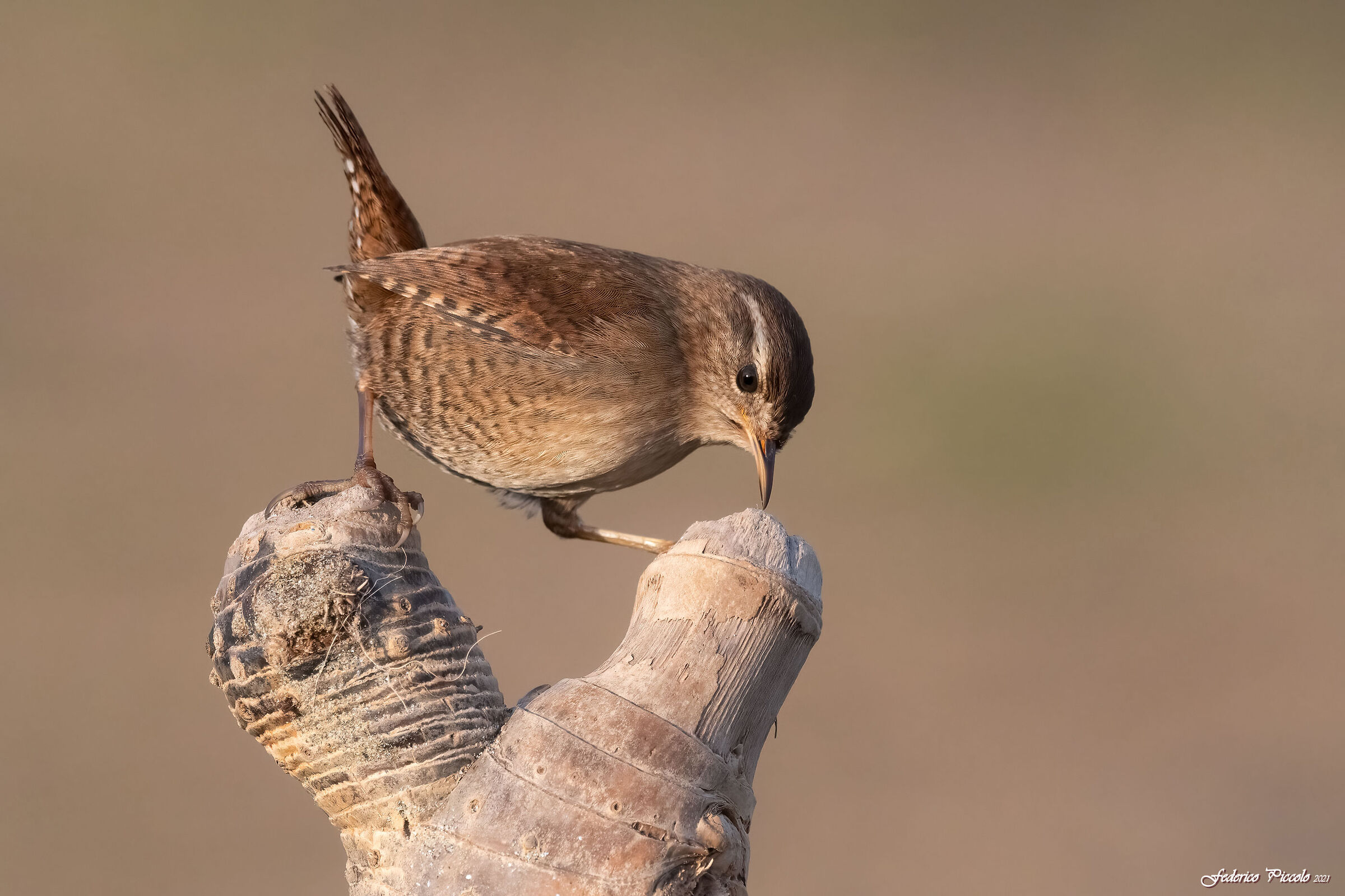 Wren