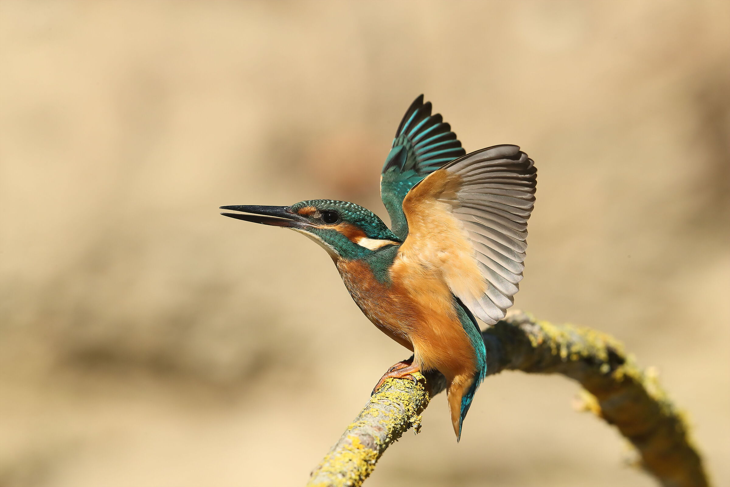 Kingfisher
