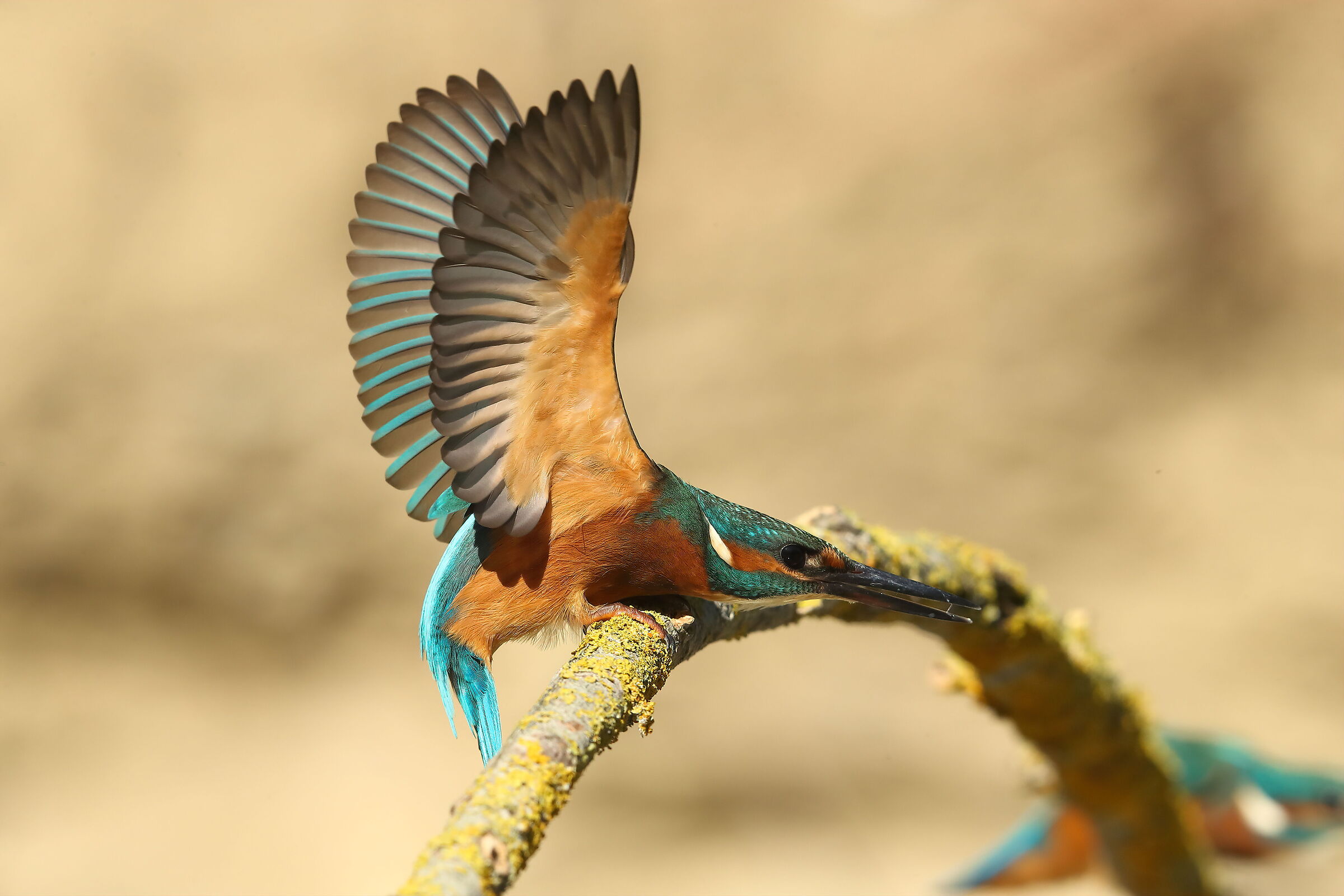 Kingfisher