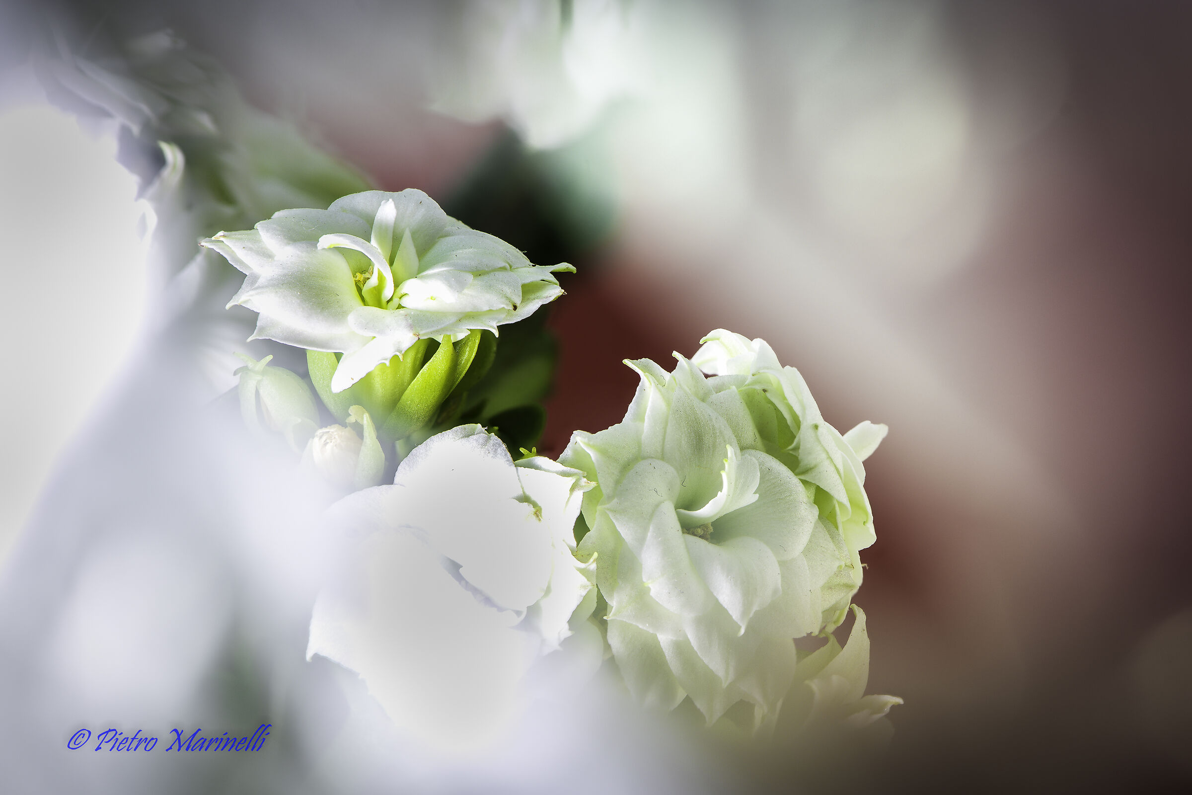 Kalancola Municipality