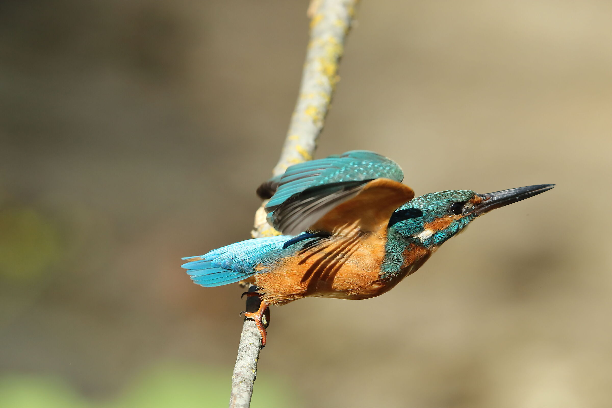 Kingfisher