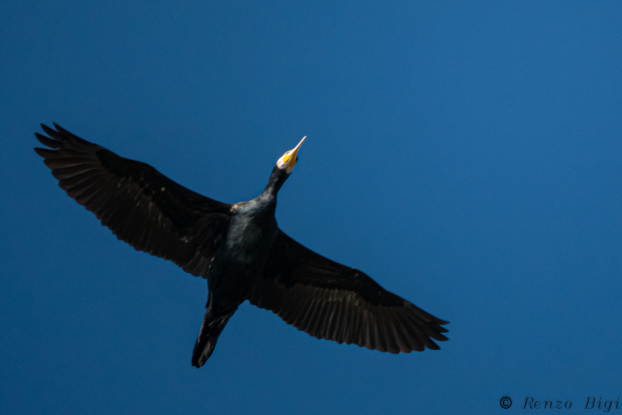 Cormorant
