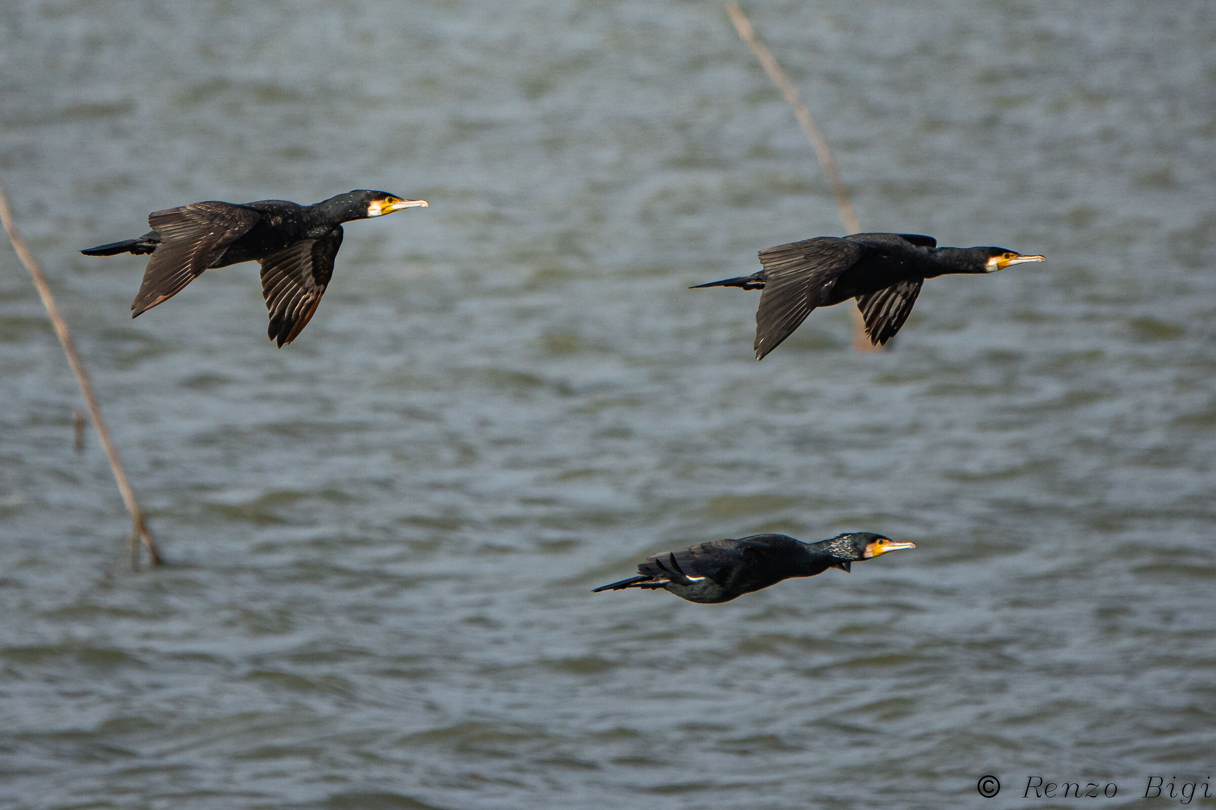 Cormorant