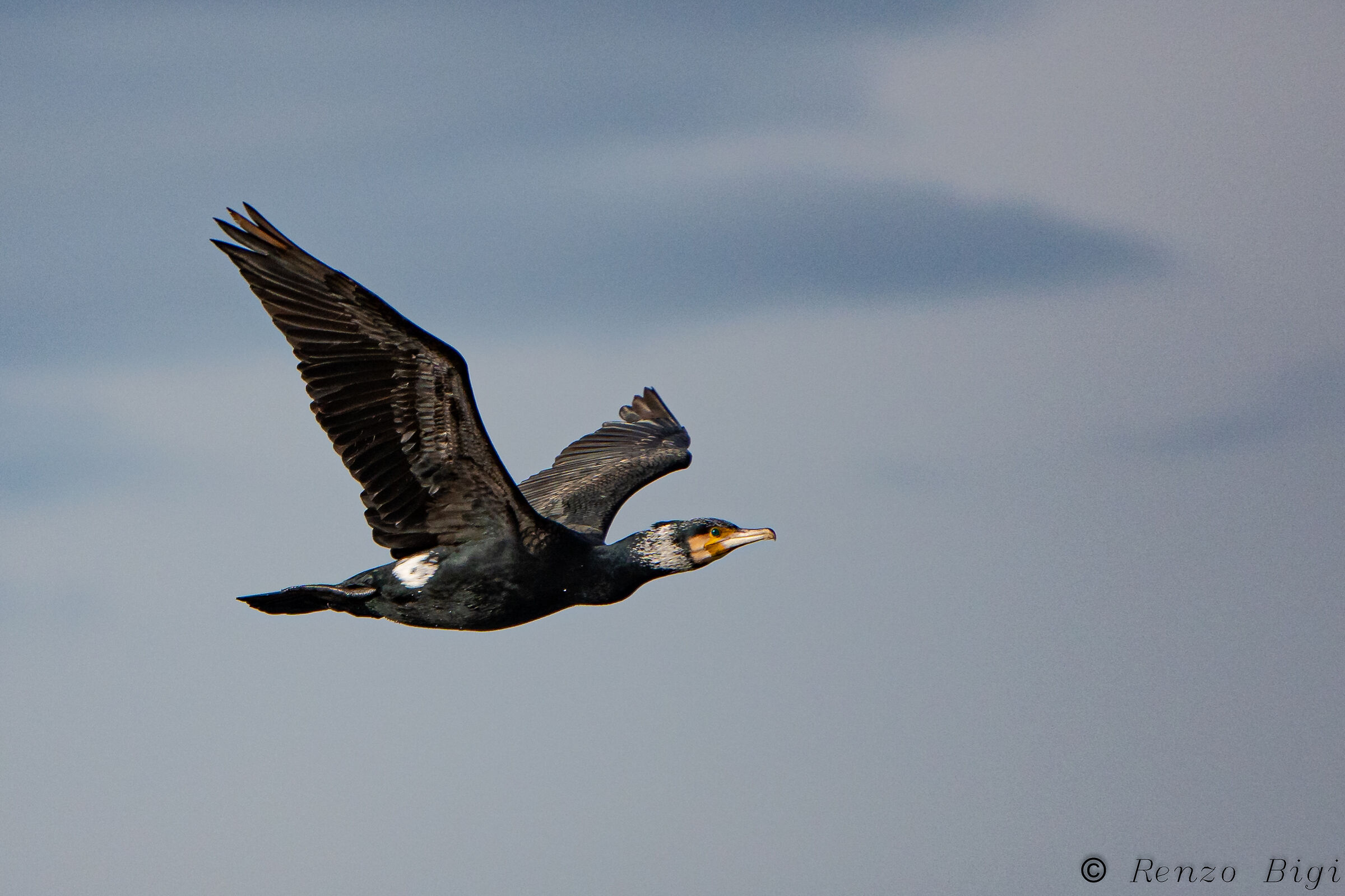 Cormorant
