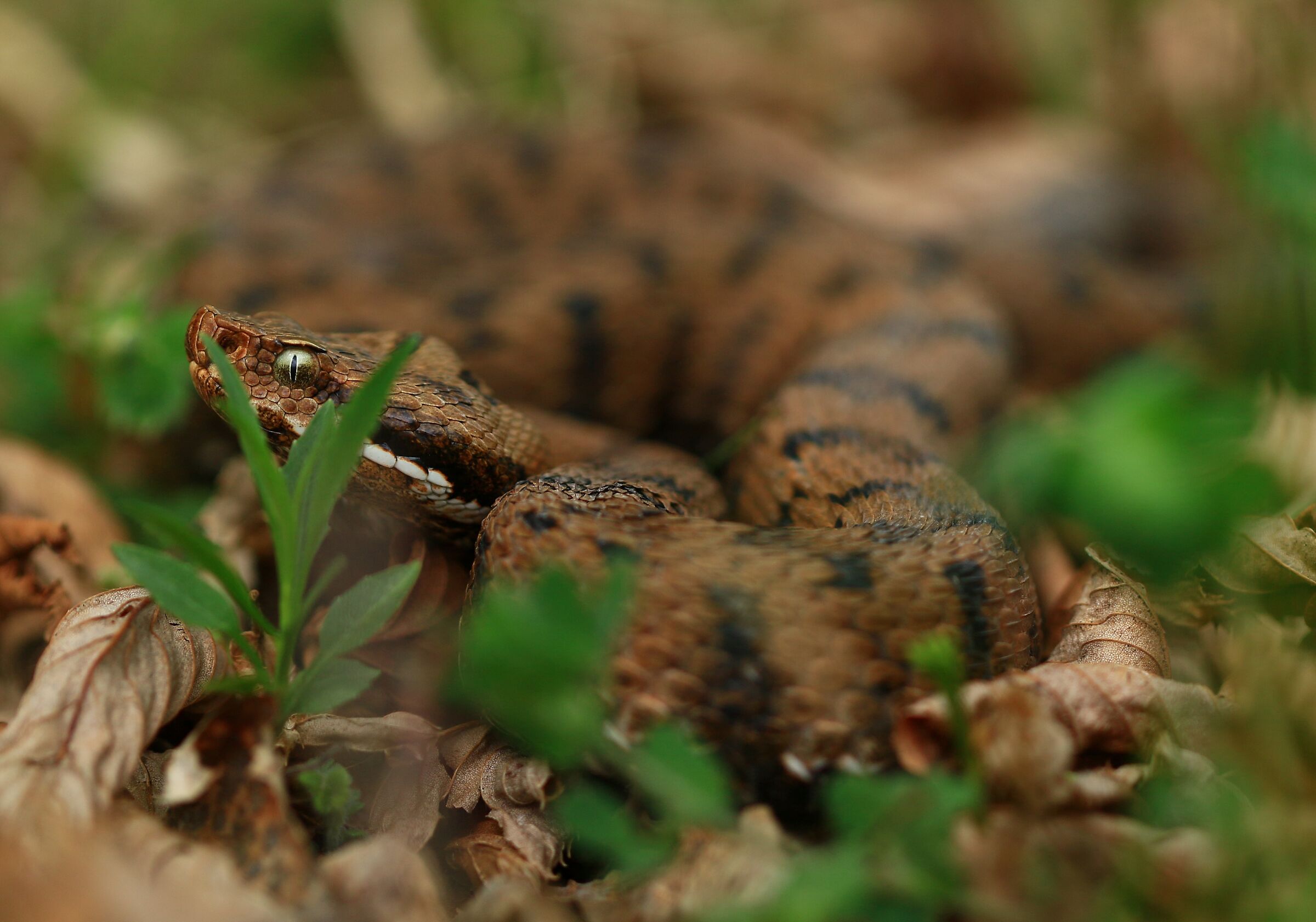 Vipera aspis aspis francisciredi, femmina